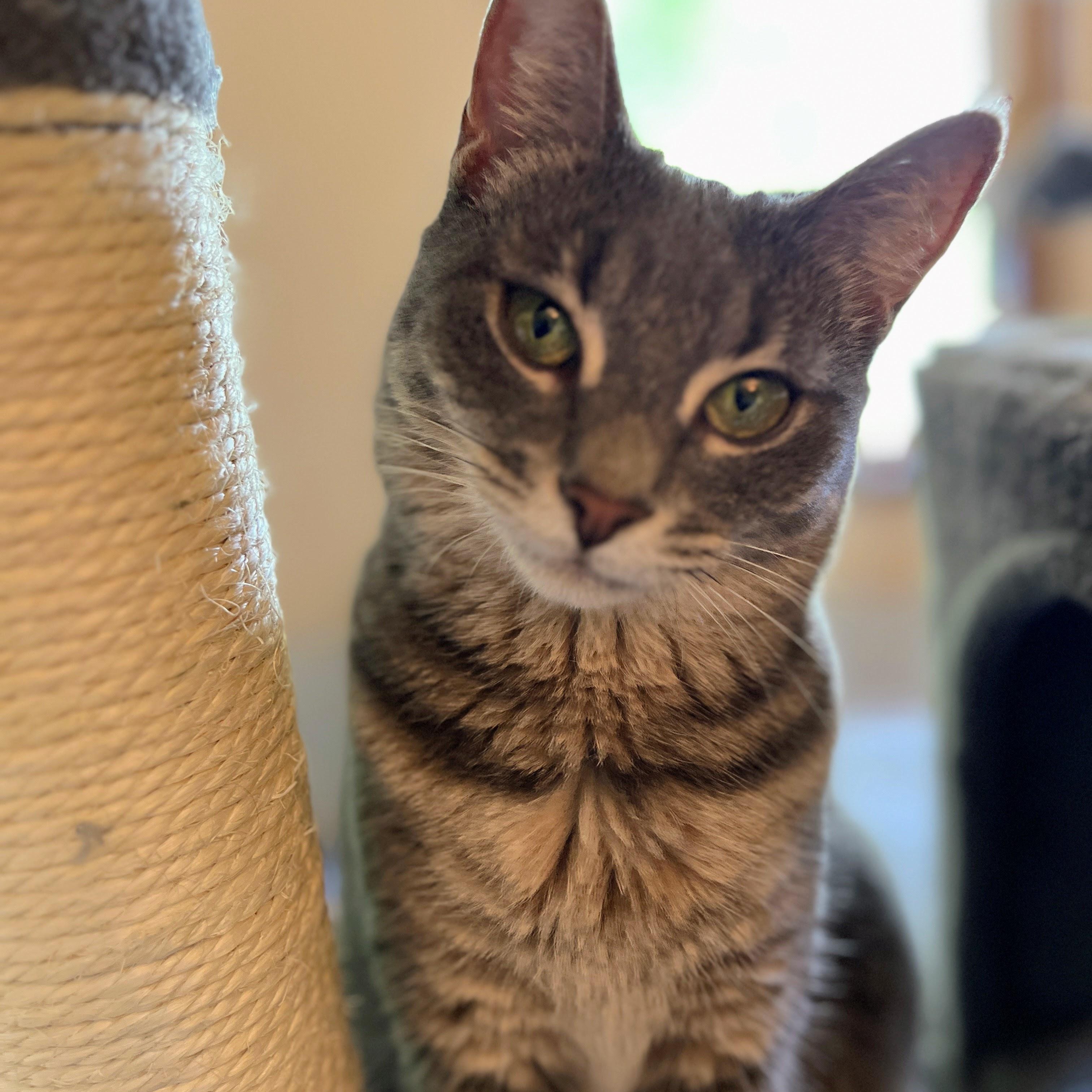 Enlarge Ash, a ADOPTABLE mixed breed in Germansville, PA image 4/5