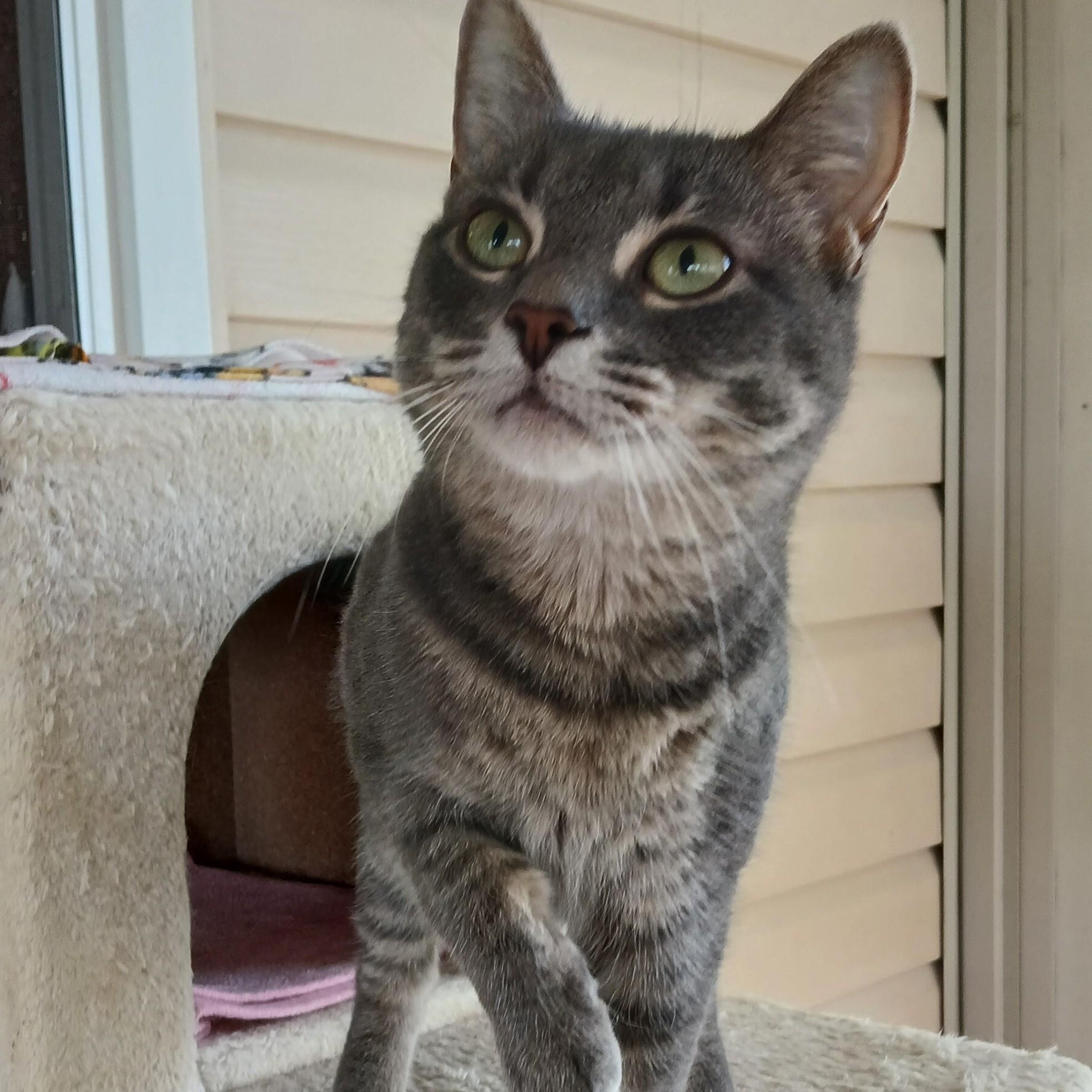 Enlarge Ash, a ADOPTABLE mixed breed in Germansville, PA image 2/5