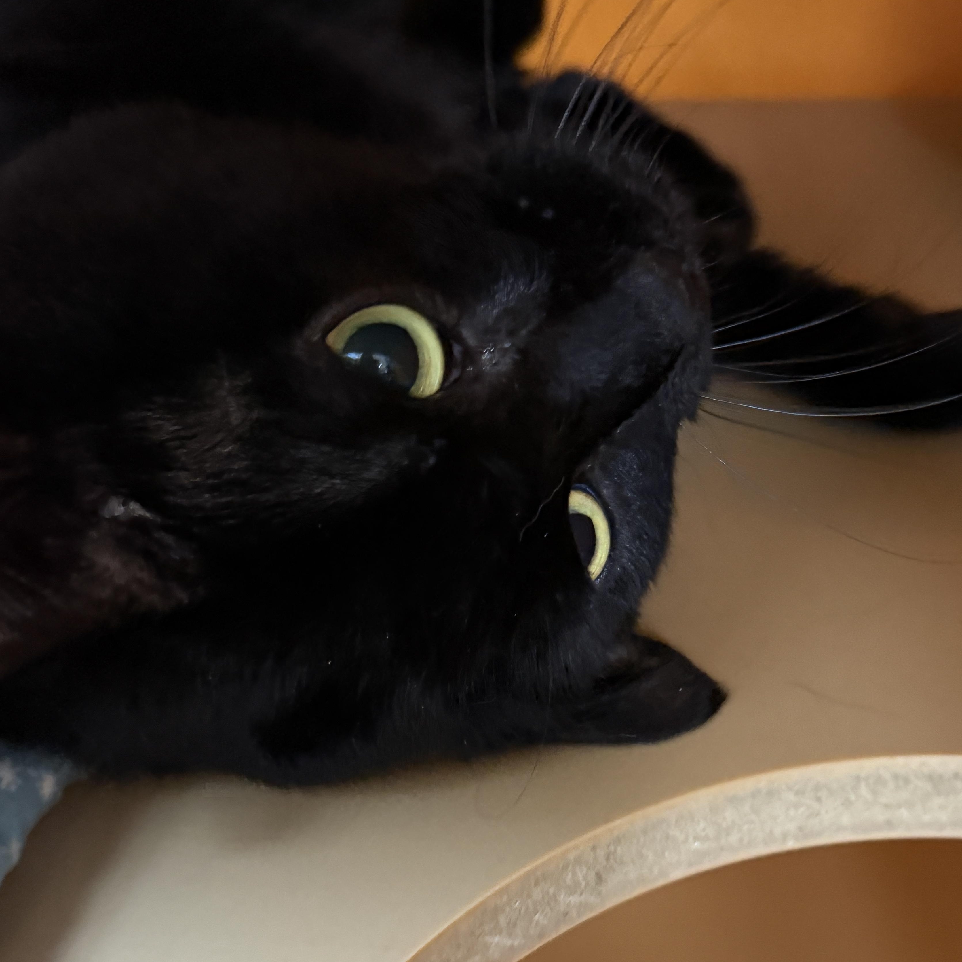 Charles, a Adoptable Domestic Short Hair in Elyria, OH image 3/4