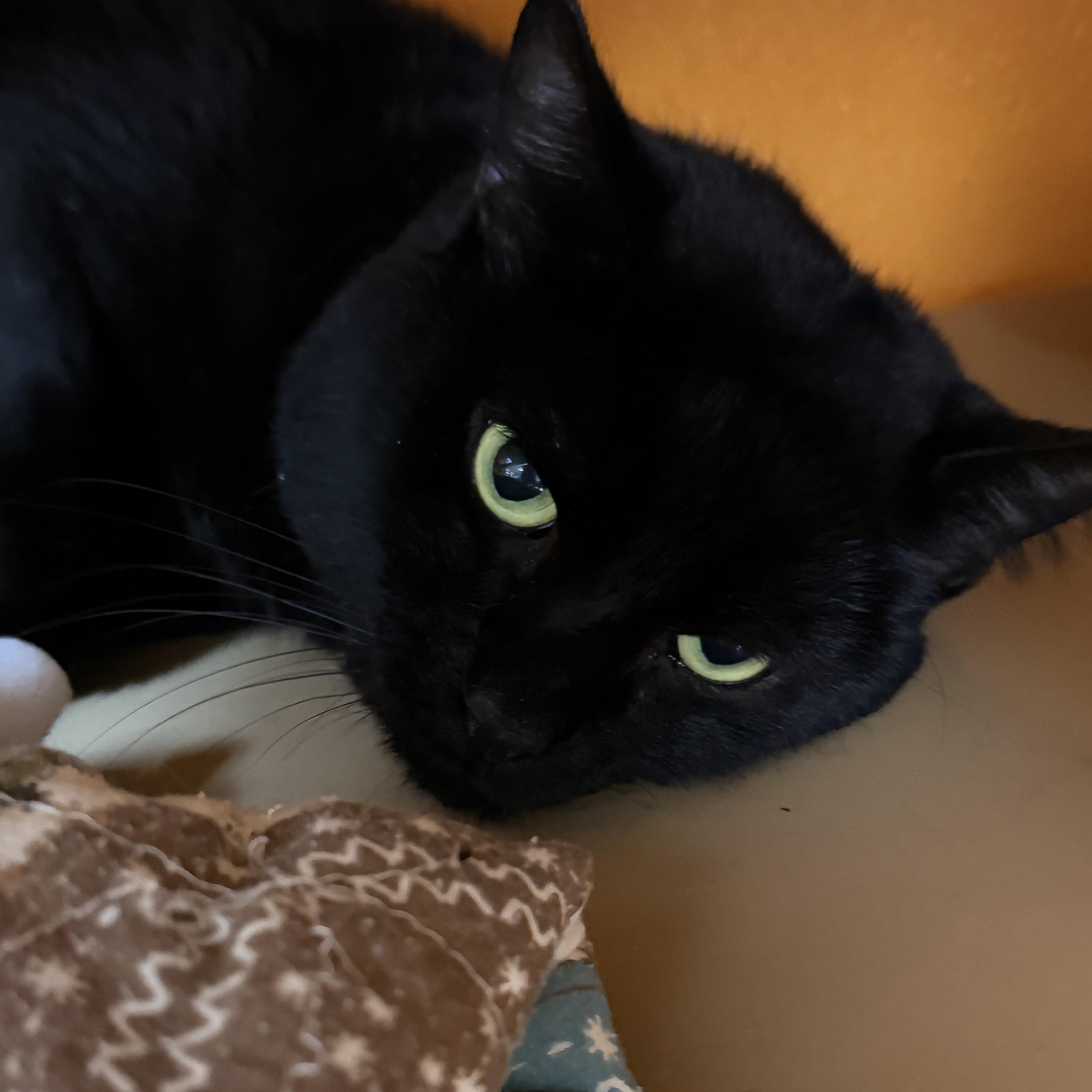 Charles, a Adoptable Domestic Short Hair in Elyria, OH image 2/4
