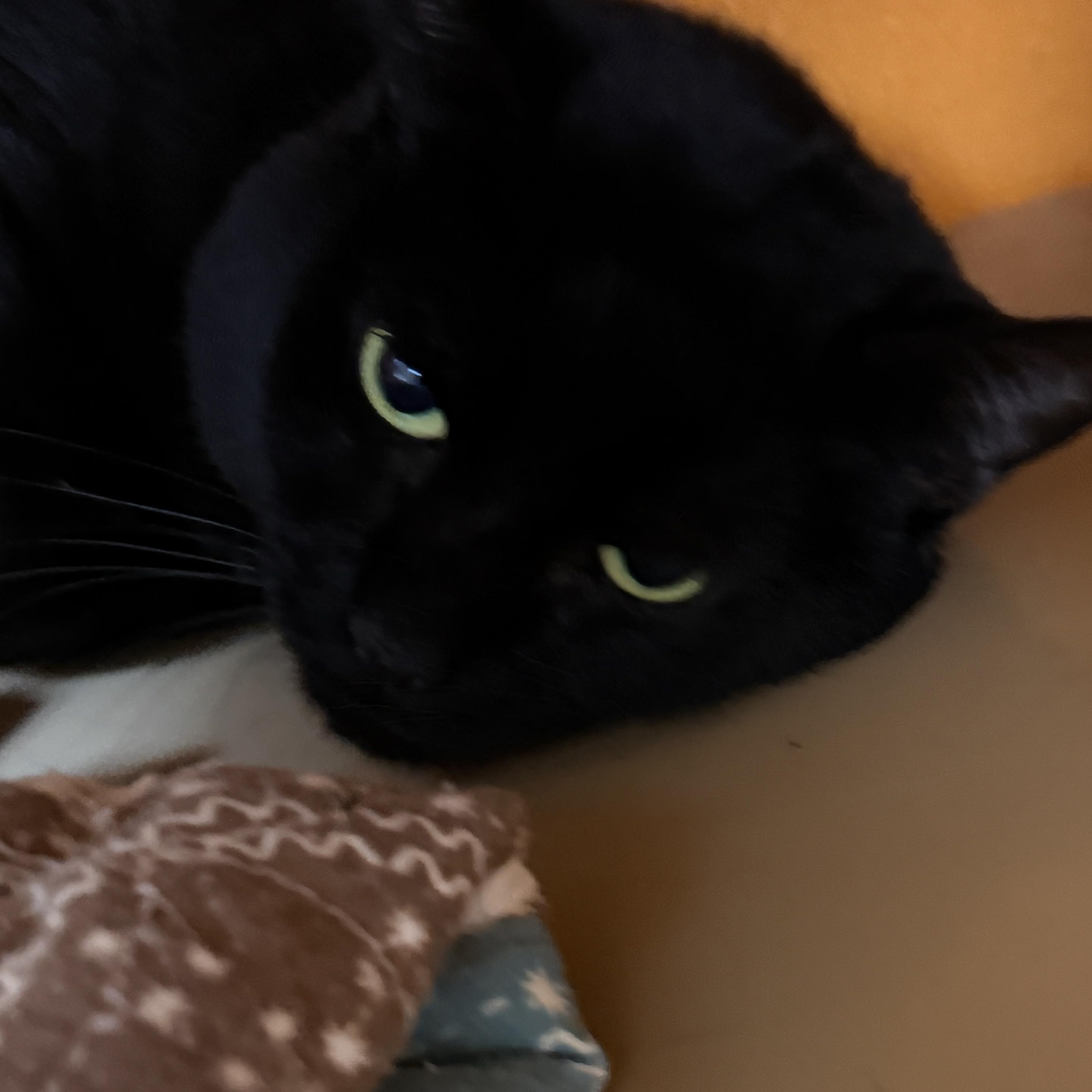 Charles, a Adoptable Domestic Short Hair in Elyria, OH image 4/4
