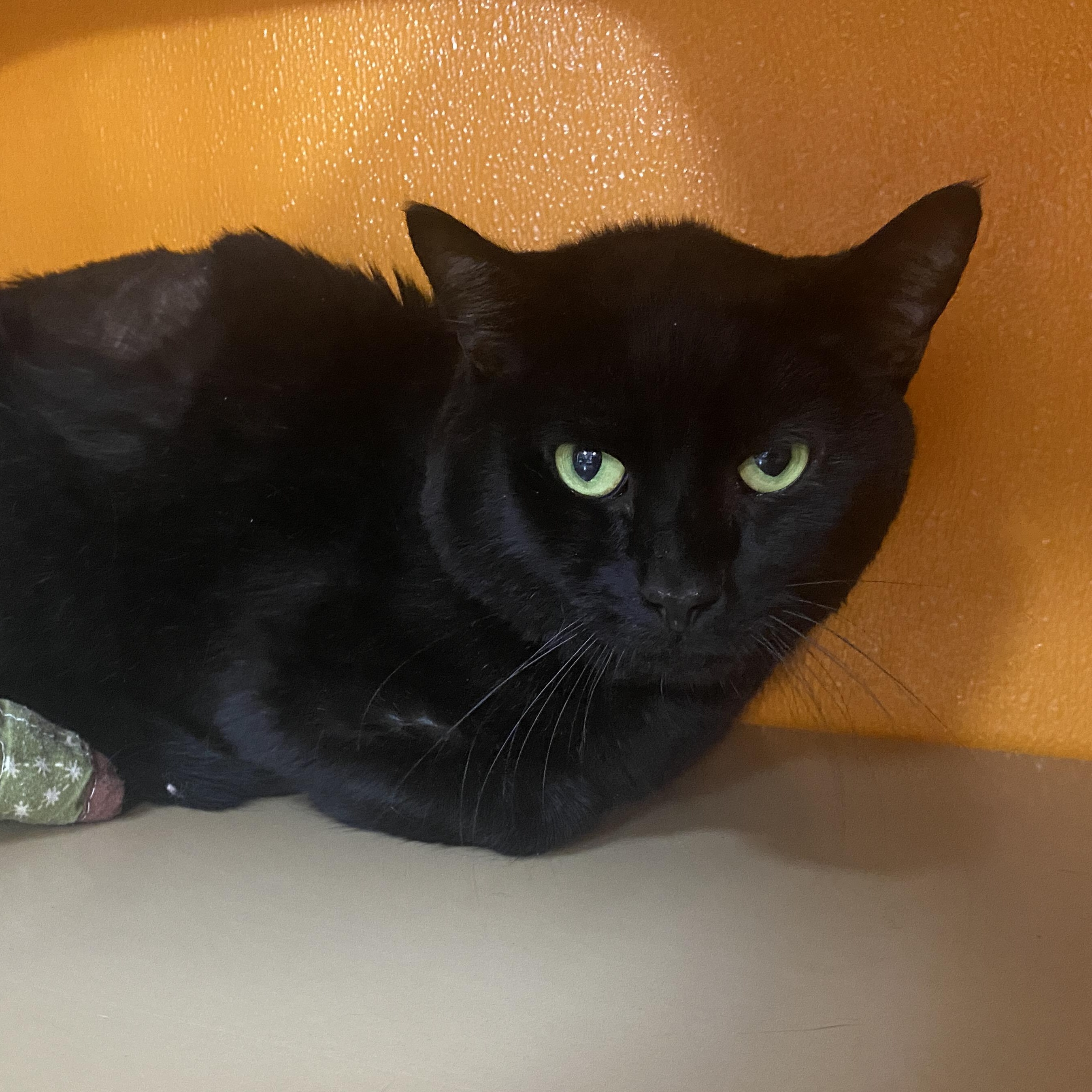 Charles, Adoptable, Adult Male Domestic Short Hair.