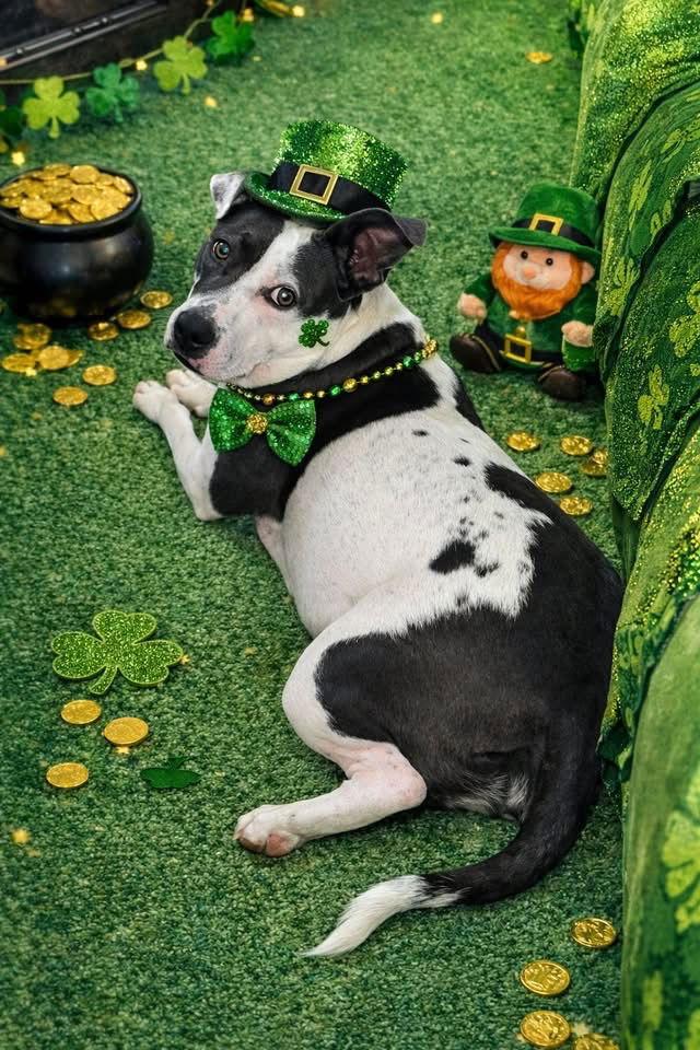 Carnation — thumbnail 2