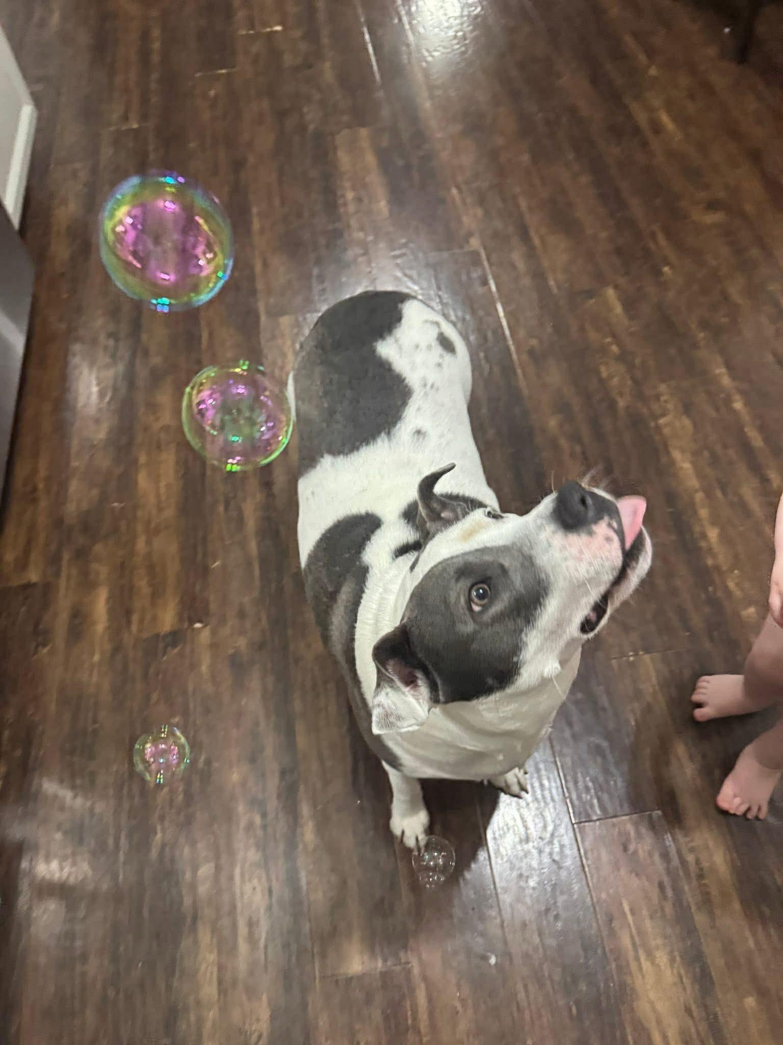 Carnation — thumbnail 3