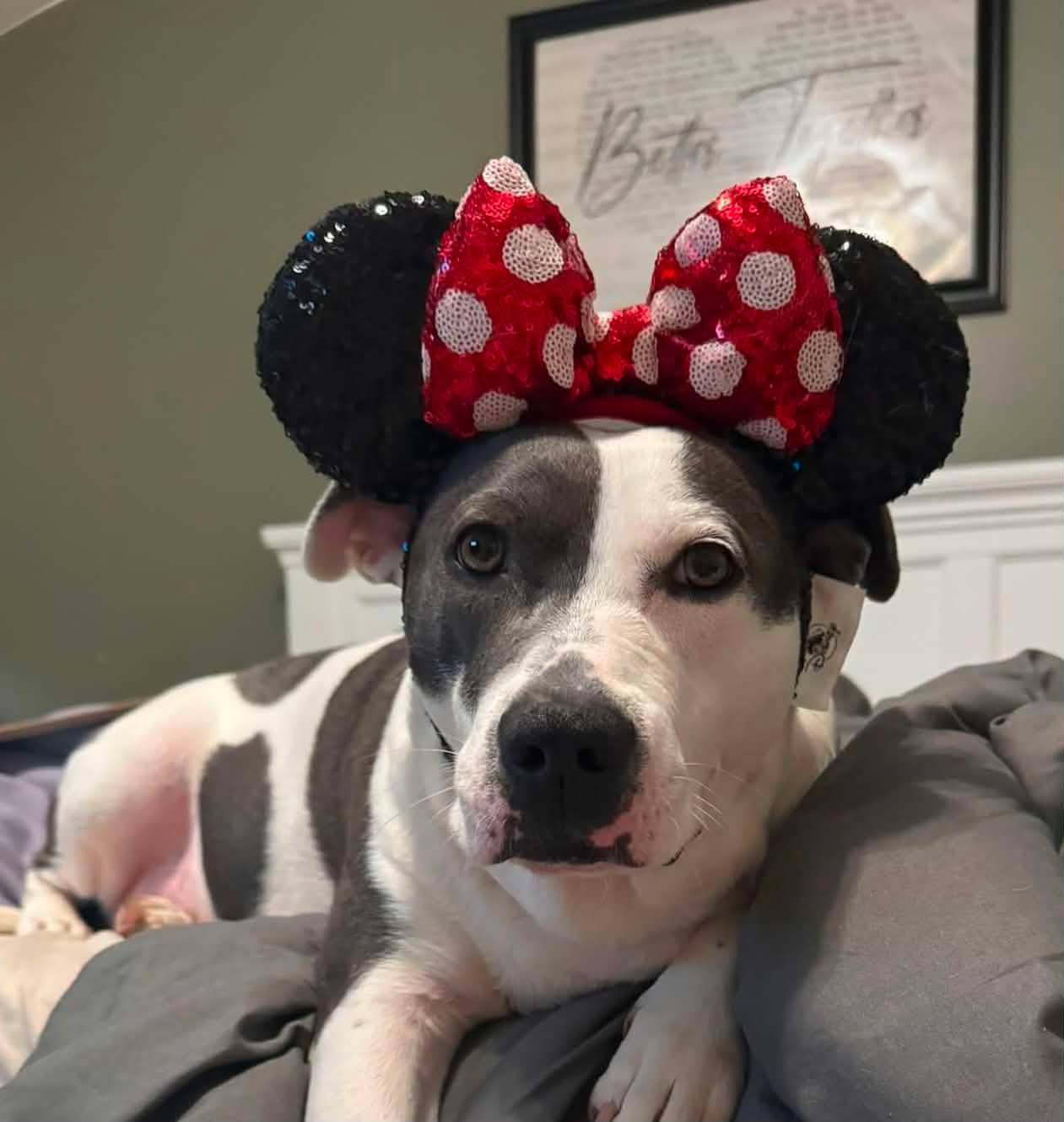 Enlarge Carnation, a Adoptable Pit Bull Terrier in Germantown, OH image 3/3