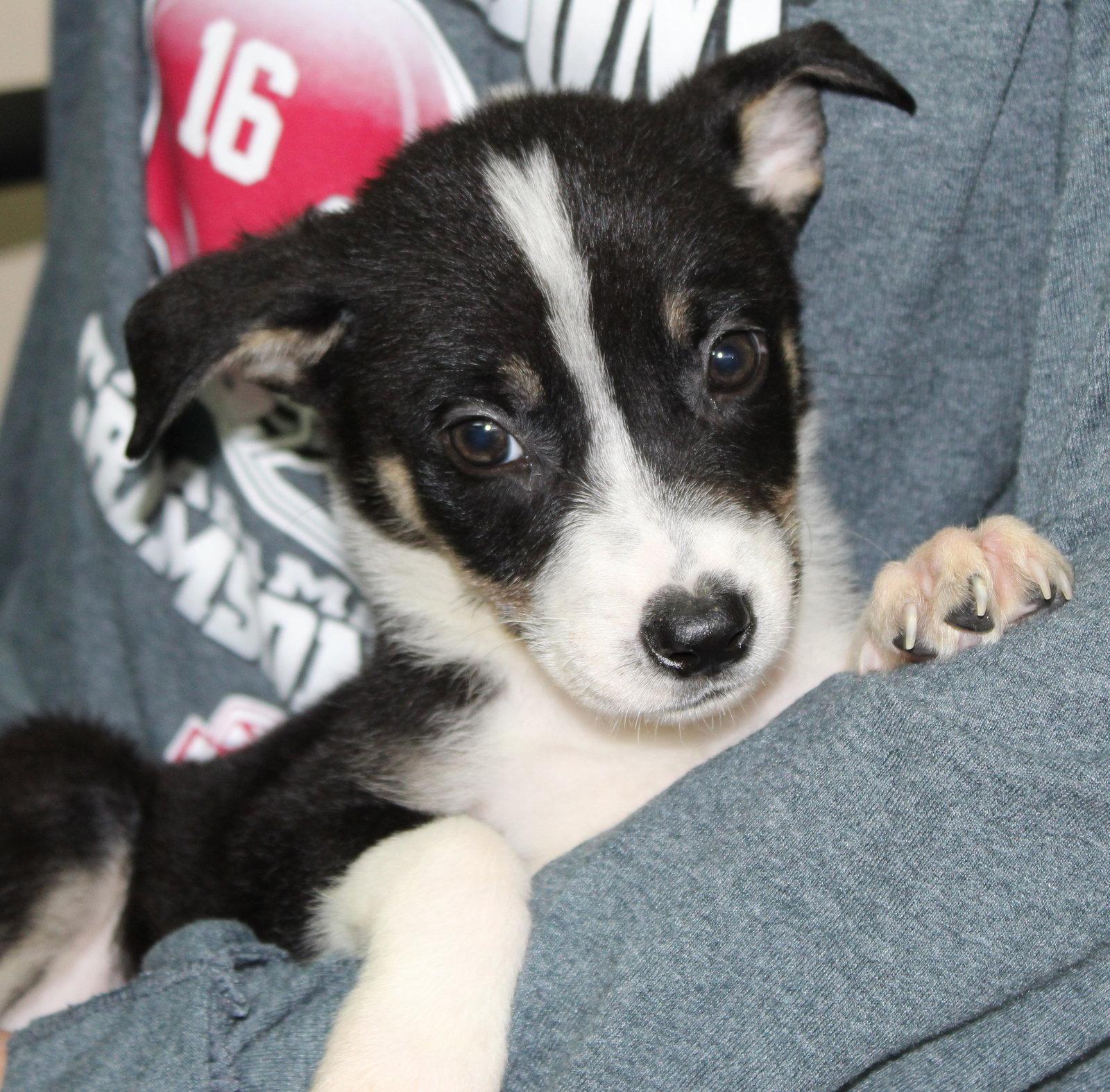 Shrek 43861, Adoptable, Puppy Male Doberman Pinscher & Shepherd.