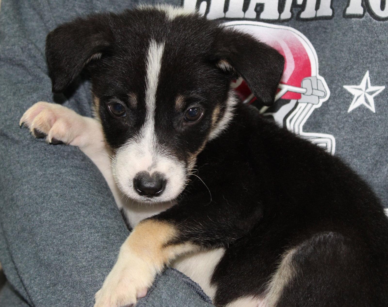 Enlarge Shrek 43861, a Adoptable mixed breed in Prattville, AL image 2/3