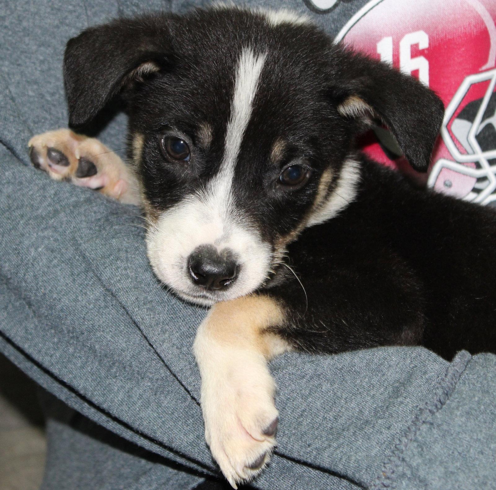 Enlarge Shrek 43861, a Adoptable mixed breed in Prattville, AL image 3/3