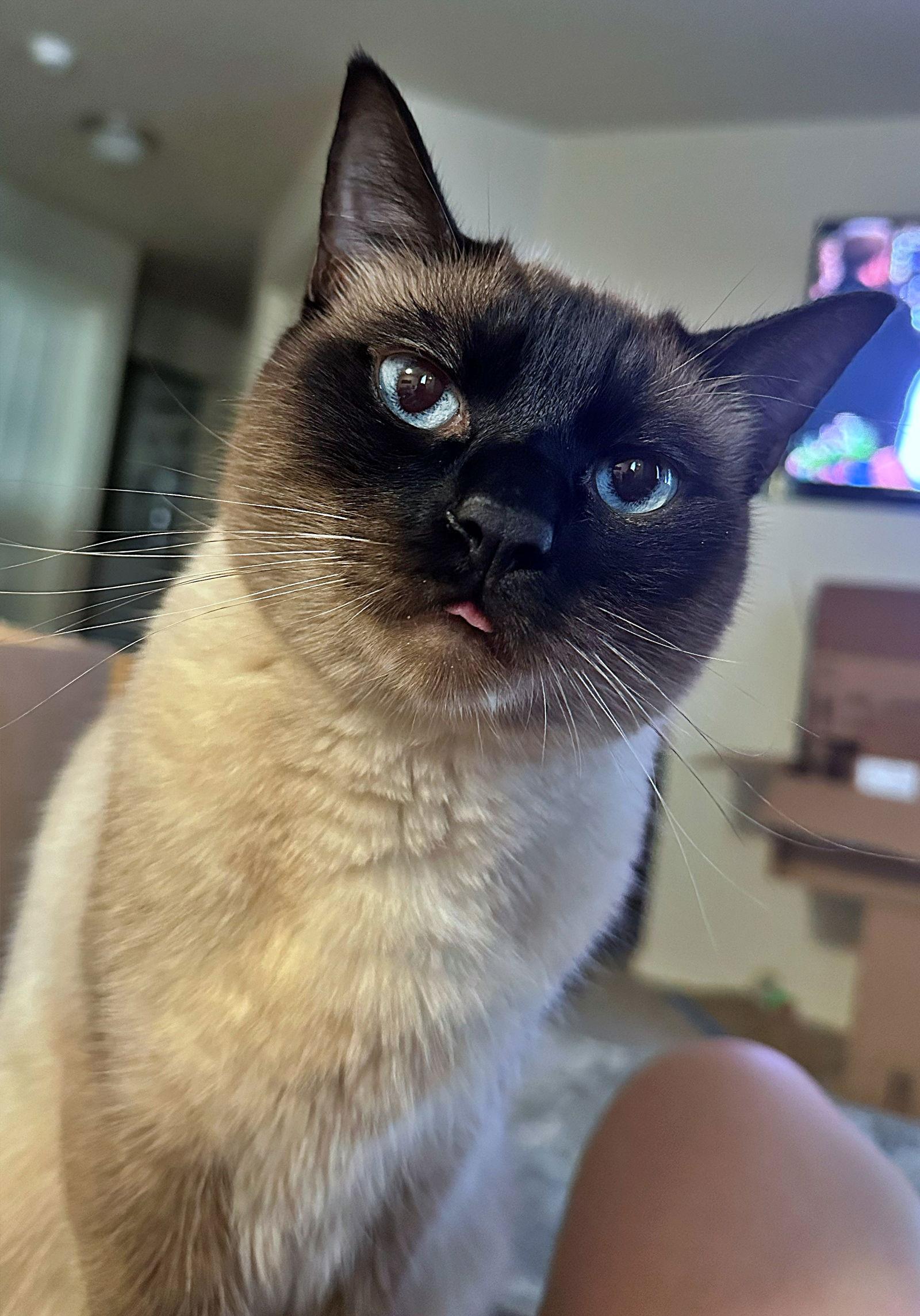 THEO #1801 - Offered by Owner - Siamese Male, a Adoptable Siamese in Hillsboro, OR image 2/3