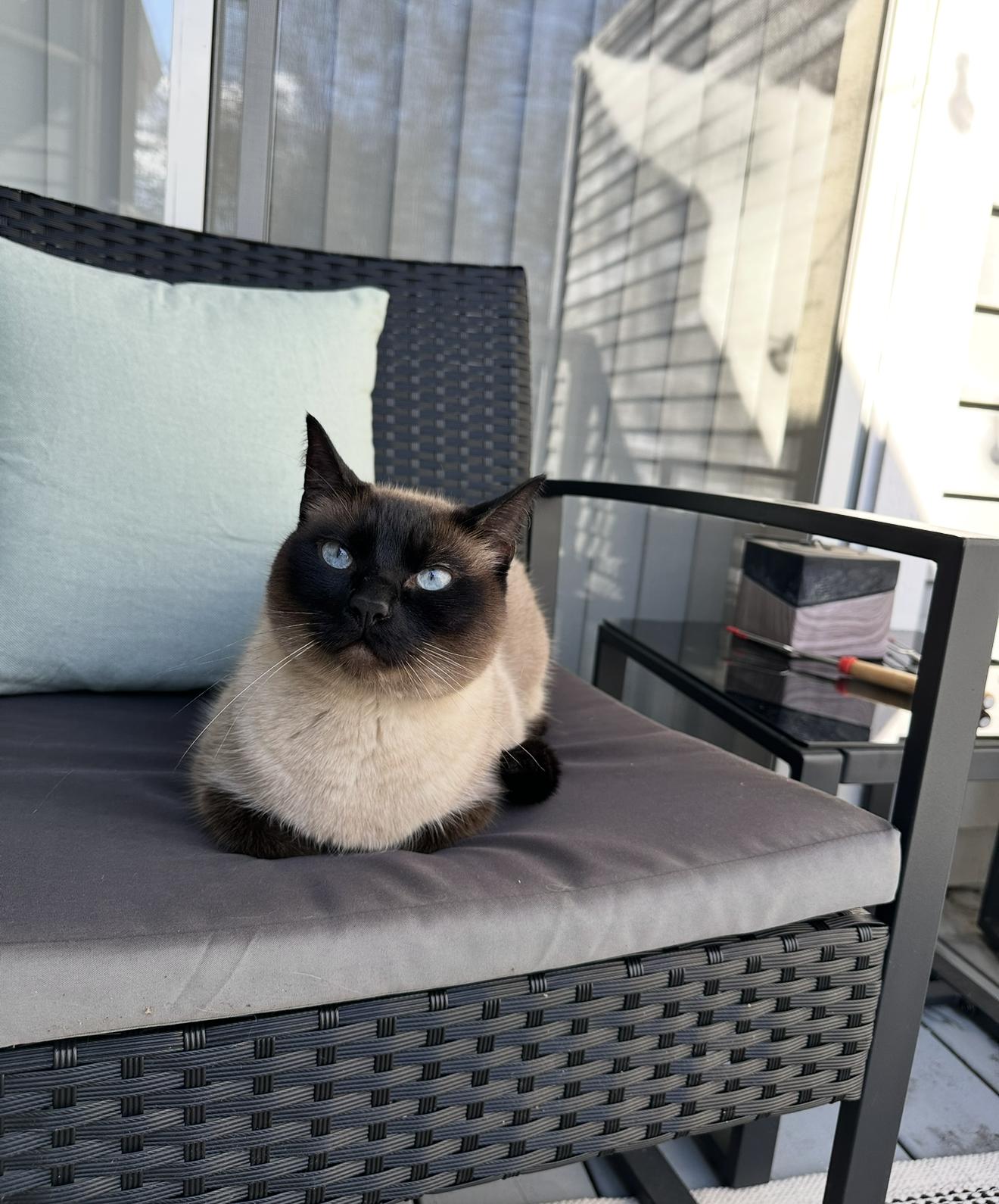 THEO #1801 - Offered by Owner - Siamese Male, a Adoptable Siamese in Hillsboro, OR image 3/3