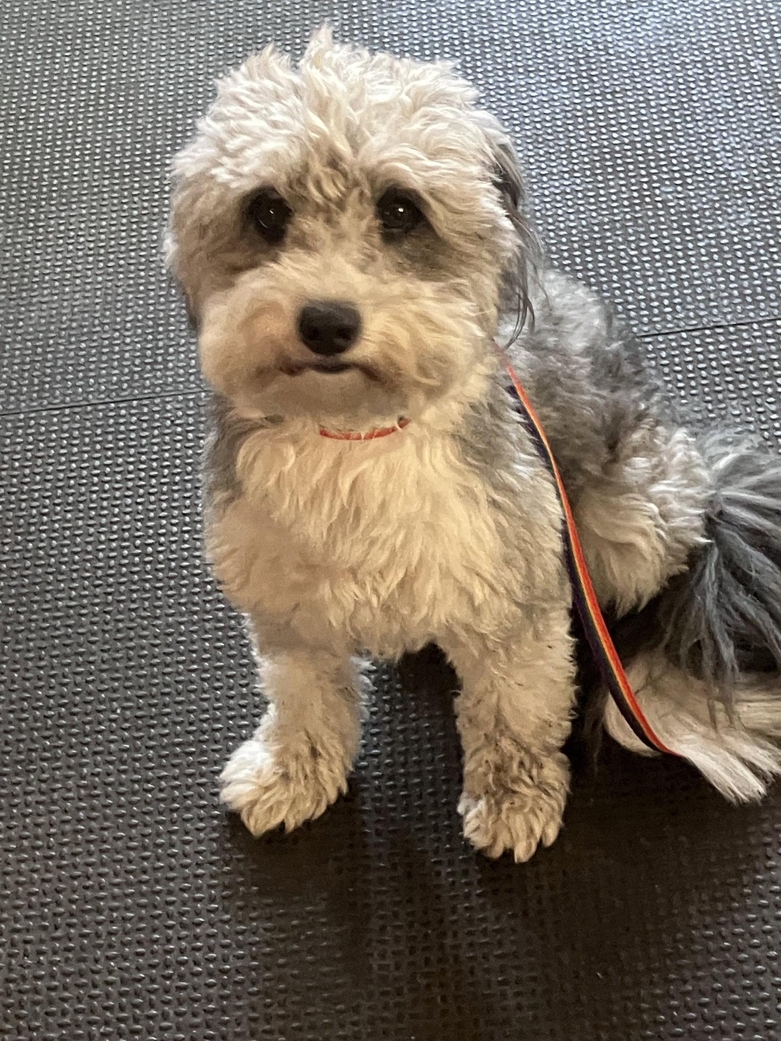 Casey, Adoptable, Adult Male Poodle.