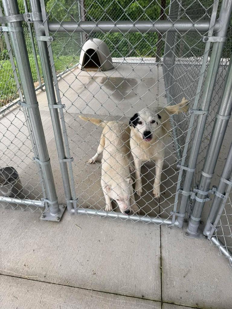 Petunia(black on face), Adoptable, Young Female Great Pyrenees & Cattle Dog.