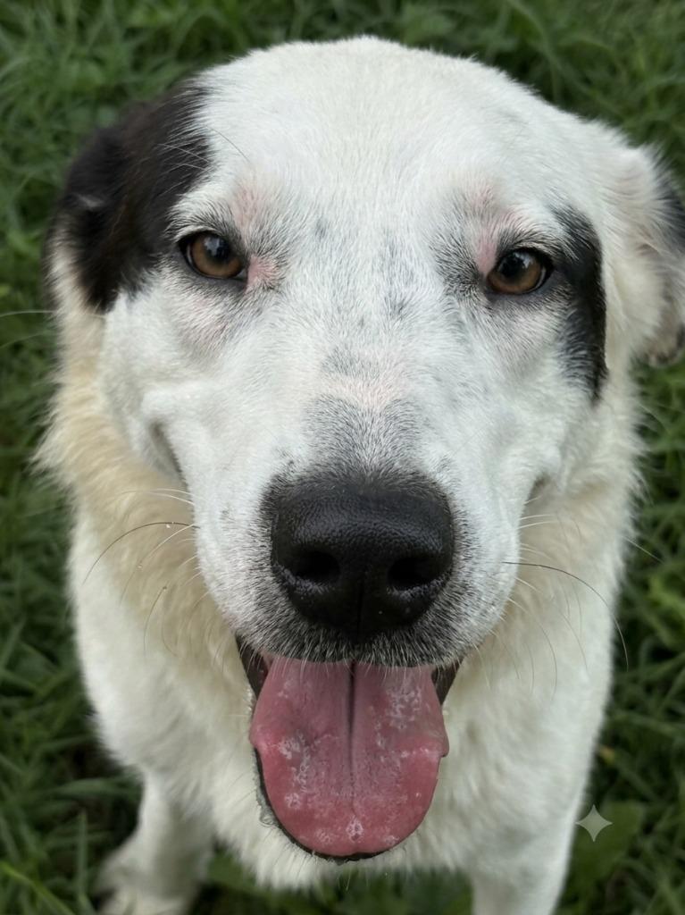 Enlarge Petunia(black on face), a Adoptable mixed breed in Greencastle, IN image 2/2
