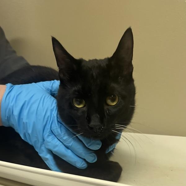 Coriolanus Burt (mcas), Adoptable, Young Male Domestic Short Hair.