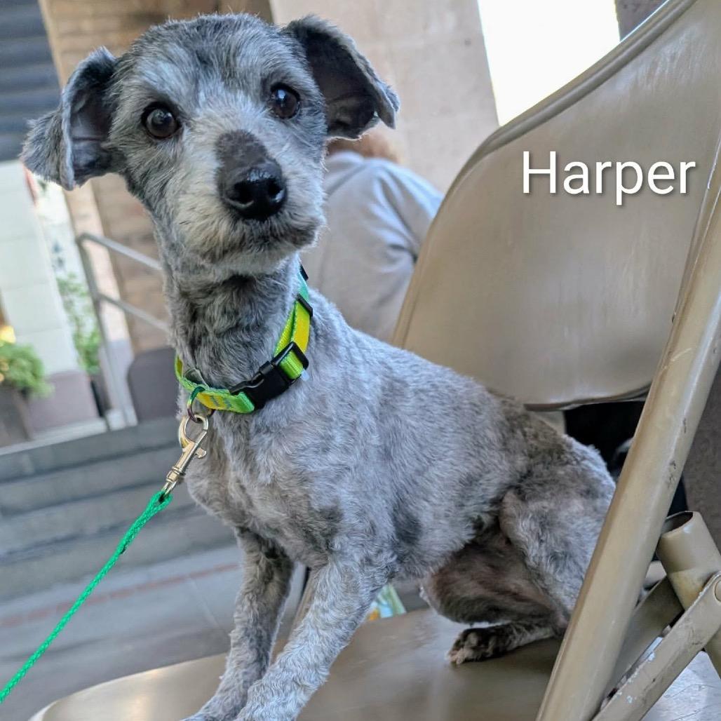 Harper Baker OS CA — thumbnail 3