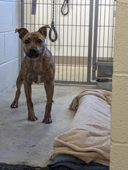 Enlarge Callie, a Adopted Mixed Breed in Manteo, NC image 1/1