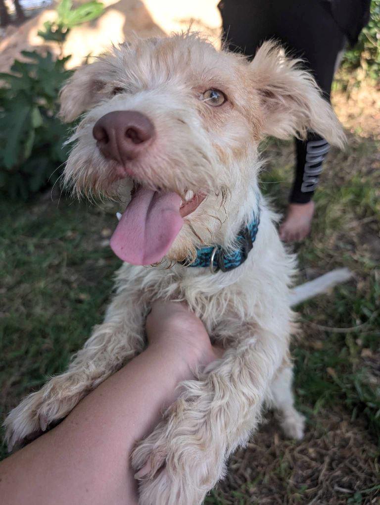 Fritz, a Adoptable mixed breed in San Antonio, TX image 3/3