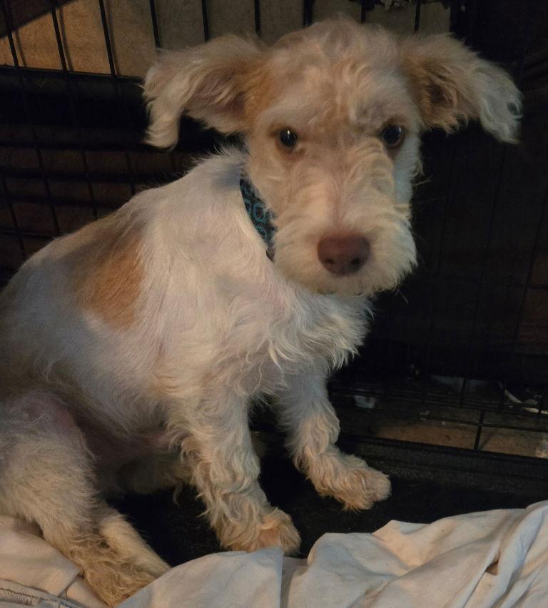 Fritz, Adoptable, Young Male Terrier & Norfolk Terrier.