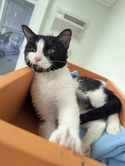 Lady Pawsalot thumbnail 3