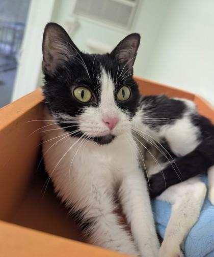 Lady Pawsalot thumbnail 4