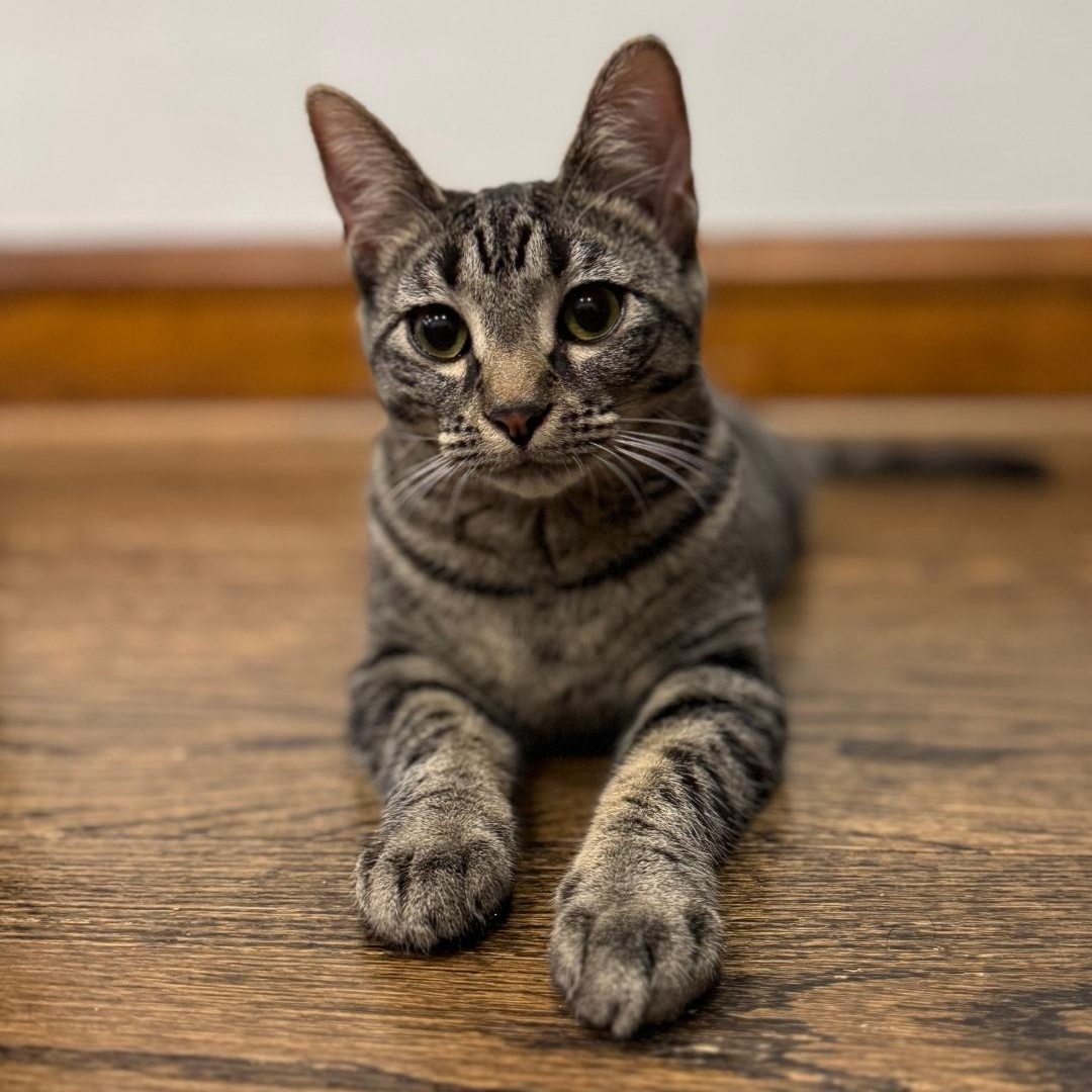 Debi, Adoptable, Kitten Female Domestic Short Hair.