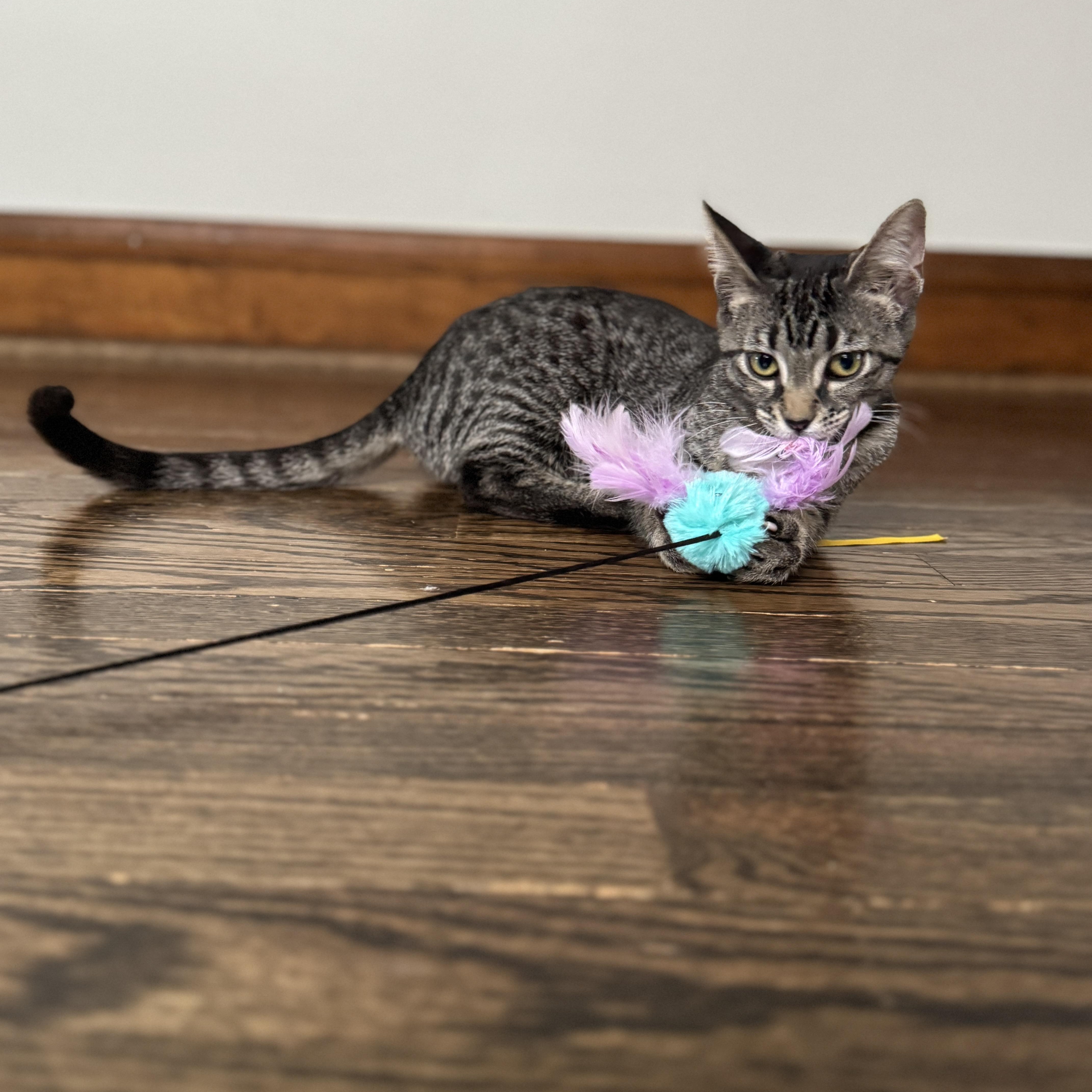 Enlarge Debi, a Adoptable Domestic Short Hair in Chicago, IL image 1/5