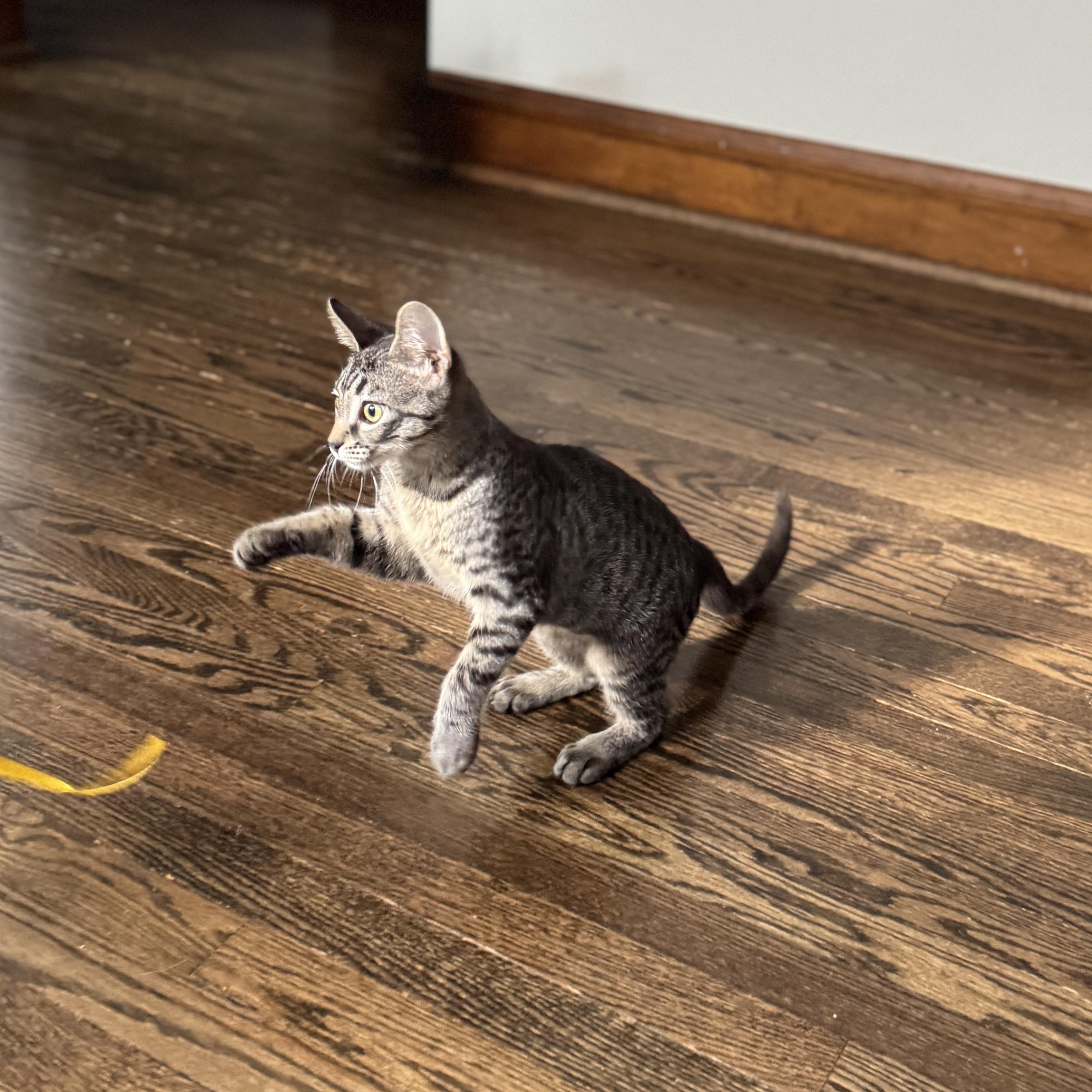 Enlarge Debi, a Adoptable Domestic Short Hair in Chicago, IL image 3/5