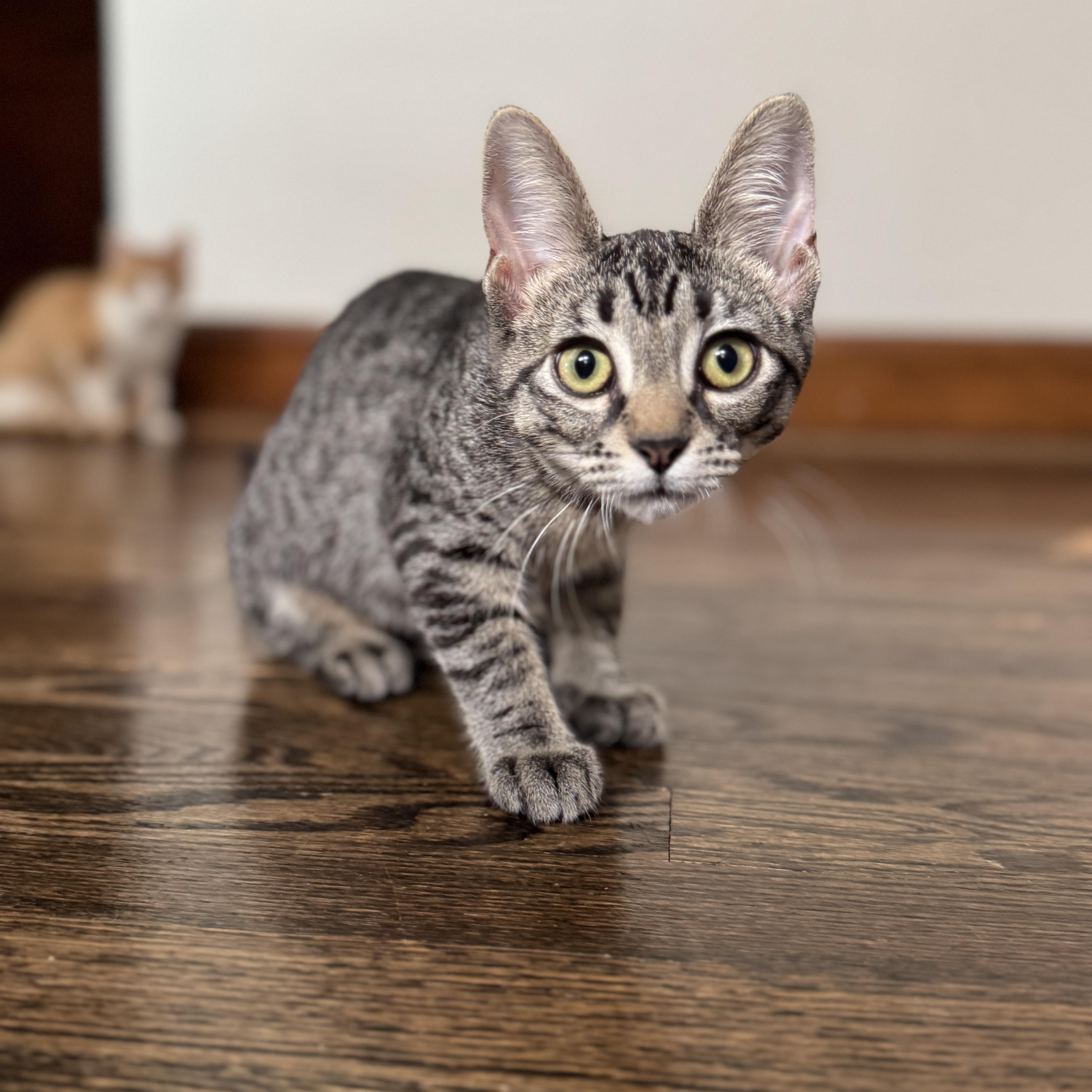 Enlarge Debi, a Adoptable Domestic Short Hair in Chicago, IL image 2/5