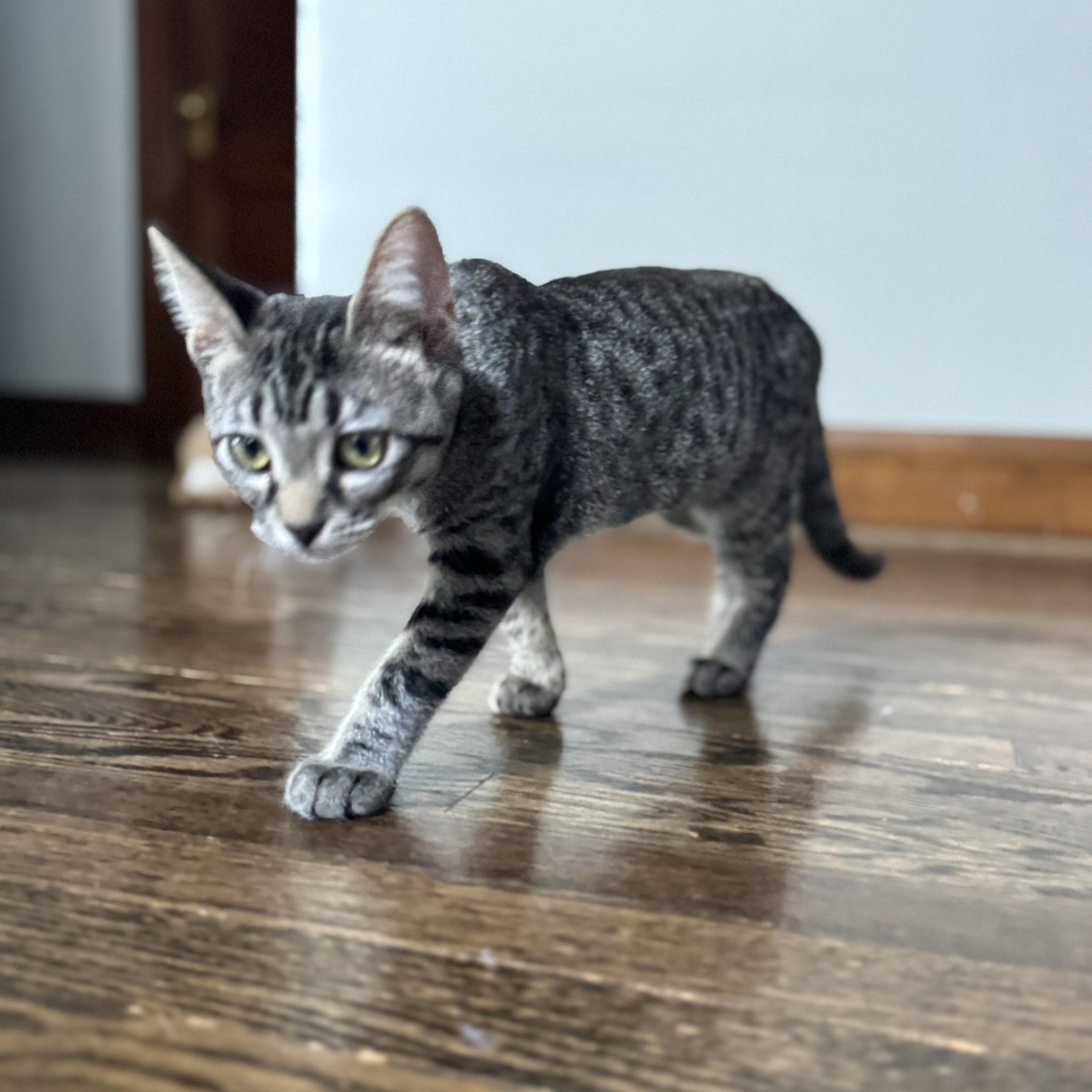 Enlarge Debi, a Adoptable Domestic Short Hair in Chicago, IL image 4/5