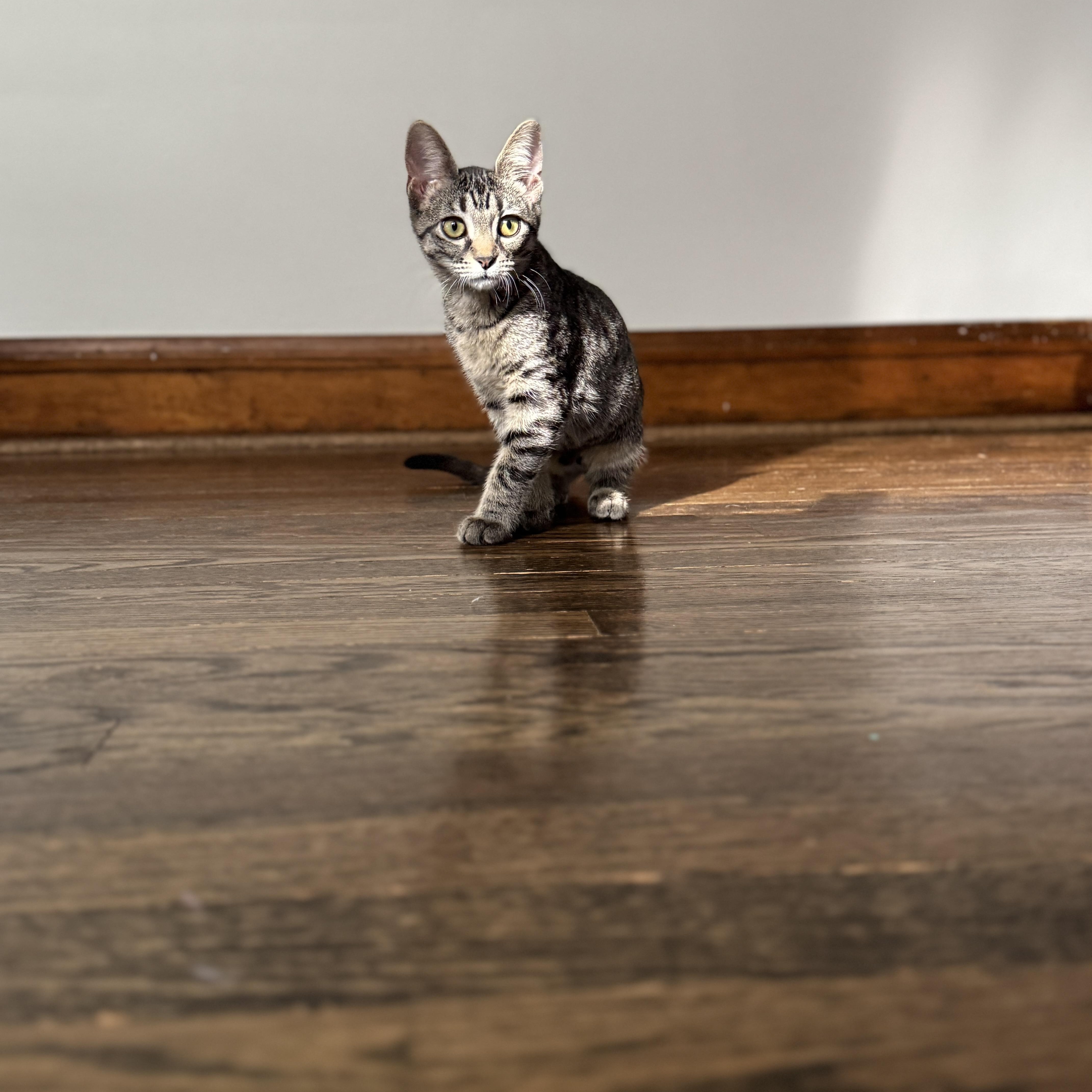 Enlarge Debi, a Adoptable Domestic Short Hair in Chicago, IL image 5/5