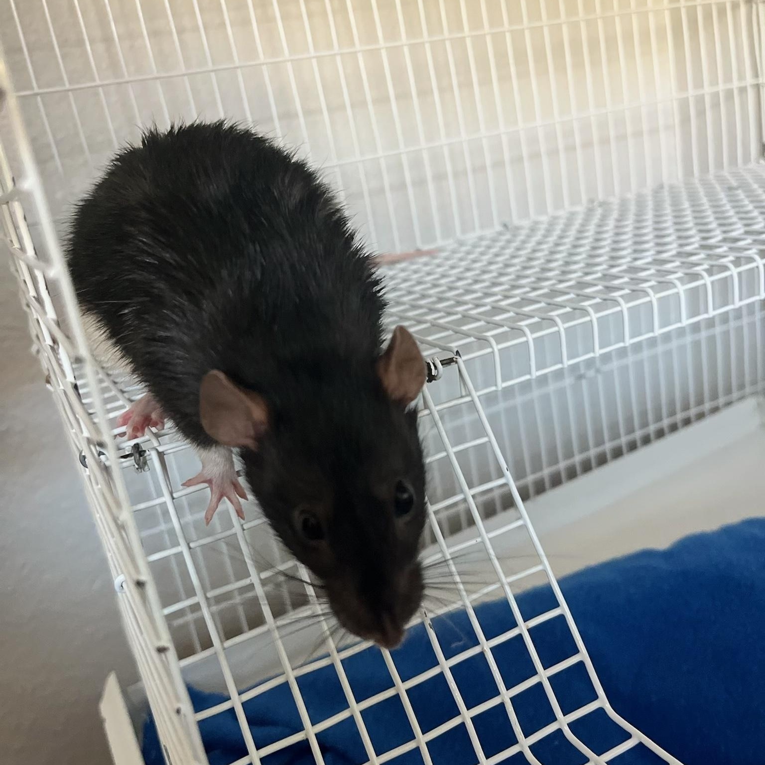 Corazon and Pippa, Adult Female Rat