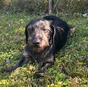 Enlarge Rocko, a Adoptable mixed breed in Albany, NY image 3/5