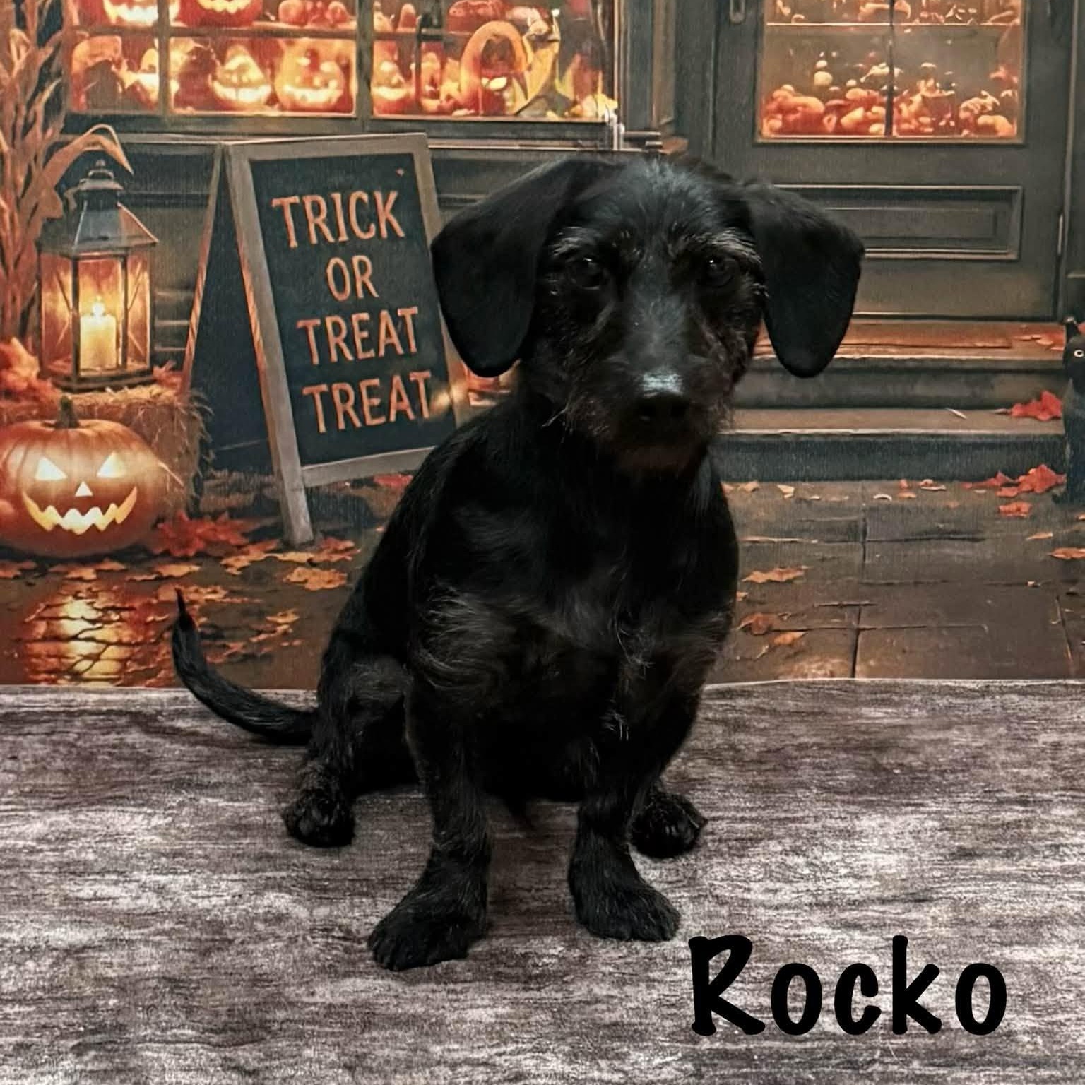 Enlarge Rocko, a Adoptable mixed breed in Albany, NY image 2/5