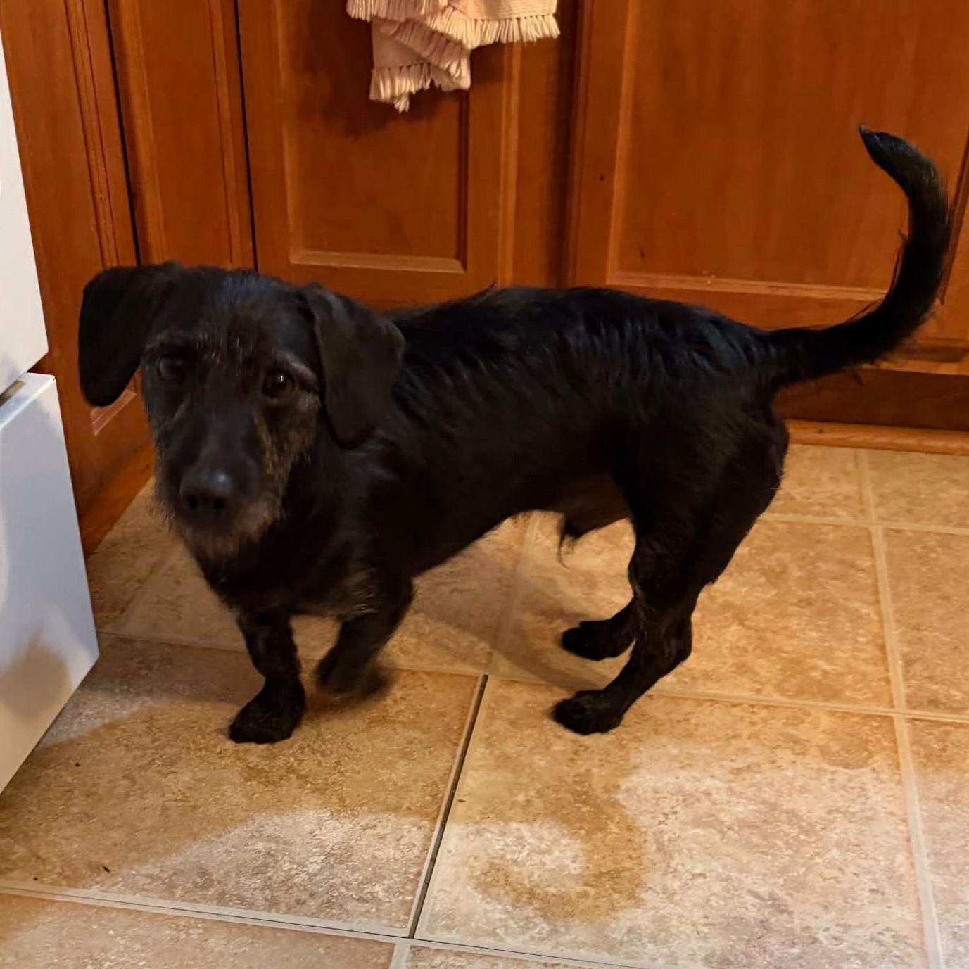 Rocko, Adoptable, Young Male Wirehaired Dachshund & Terrier.