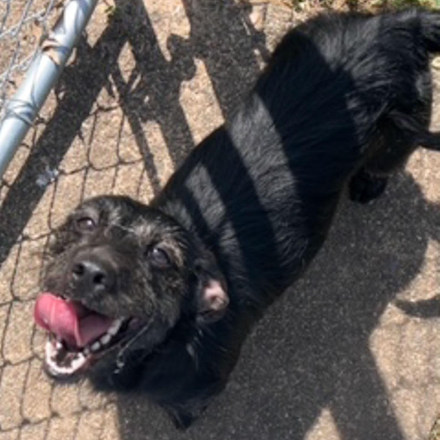 Enlarge Rocko, a Adoptable mixed breed in Albany, NY image 4/5