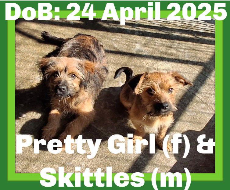 Enlarge SKITTLES & PRETTY-GIRL, a Adopted Yorkshire Terrier in Sebec, ME image 3/3
