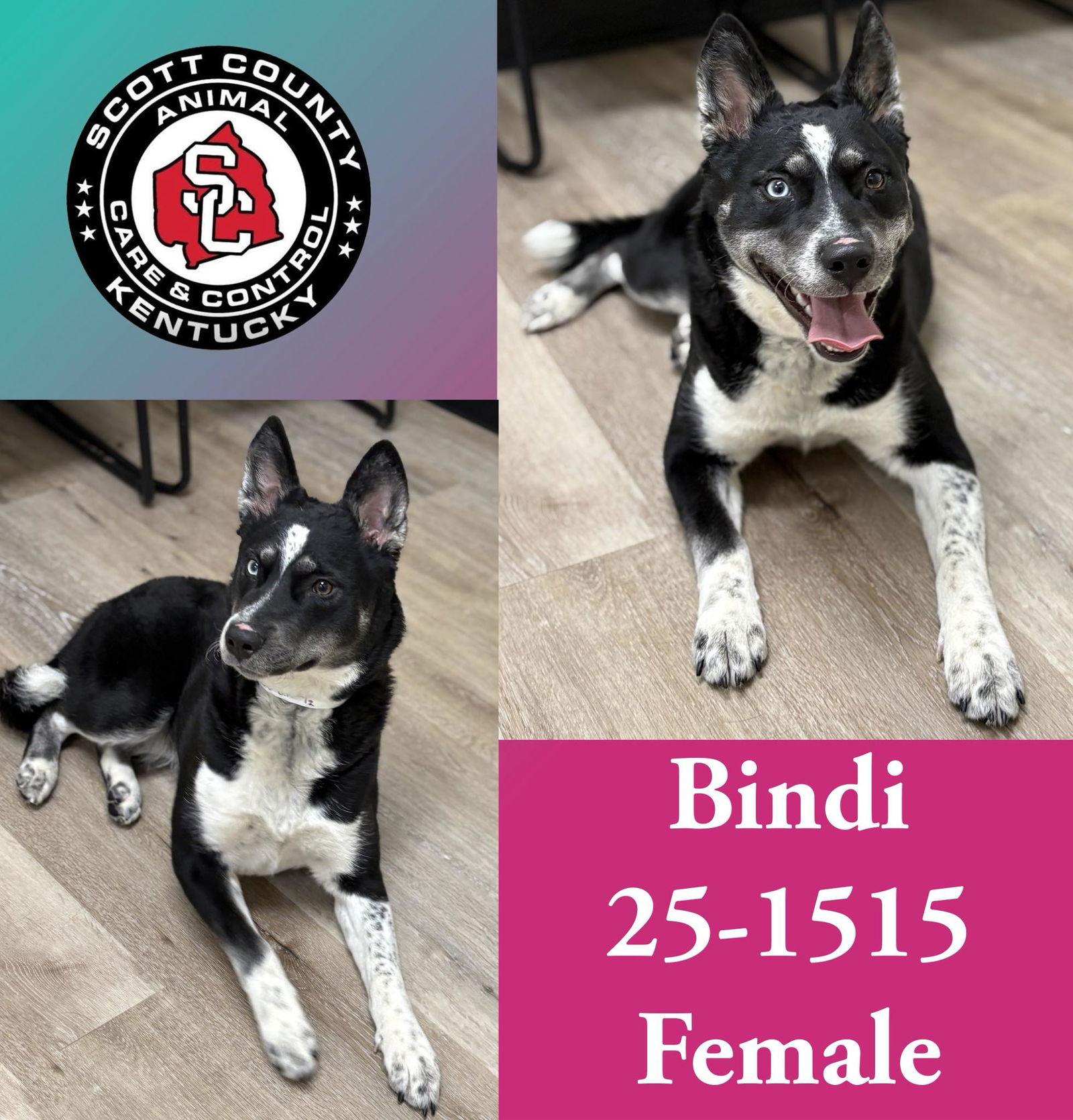 Enlarge Bindi, a Adoptable Cattle Dog in Georgetown, KY image 1/1