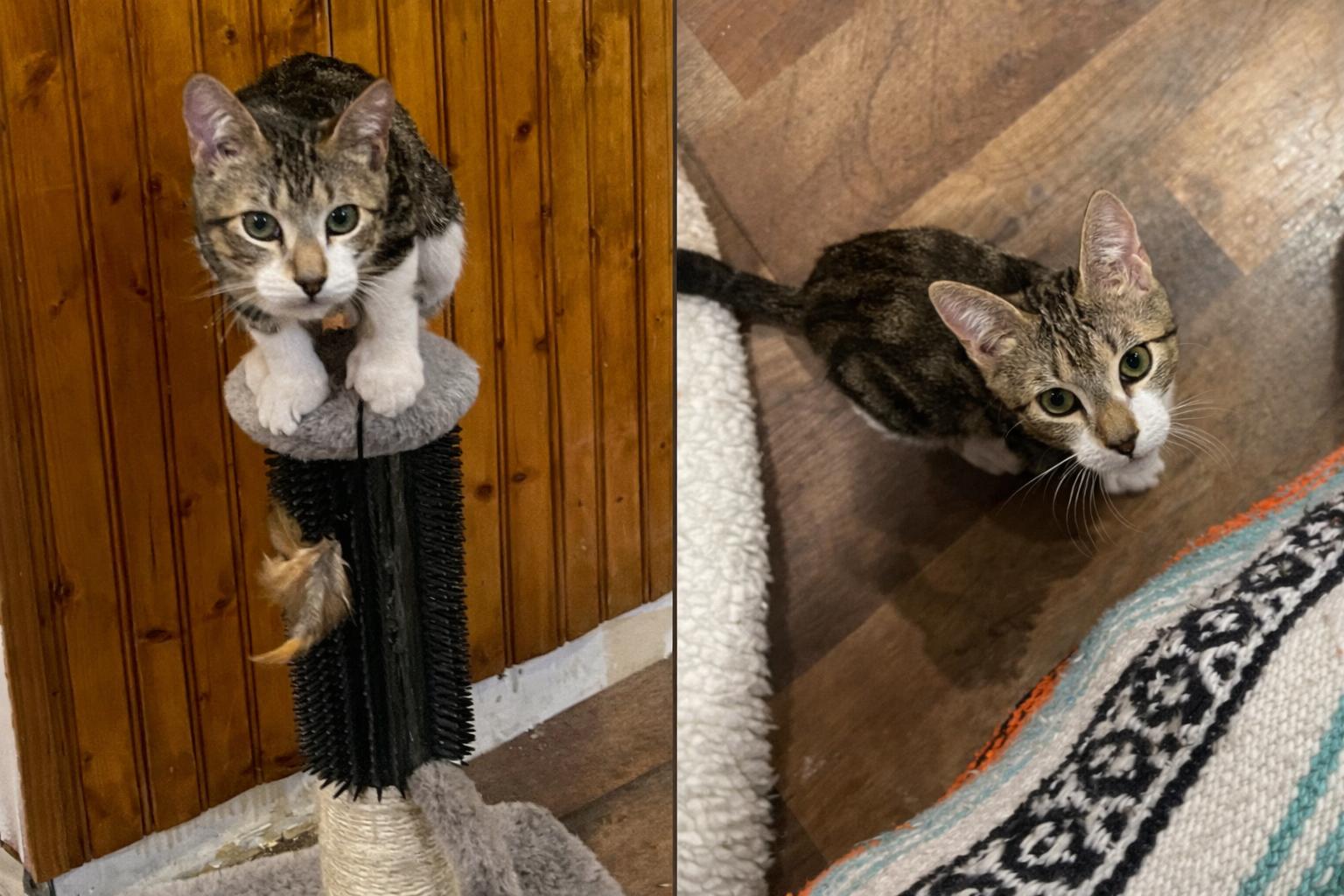 Moppet, ADOPTABLE, Kitten Male Domestic Short Hair.