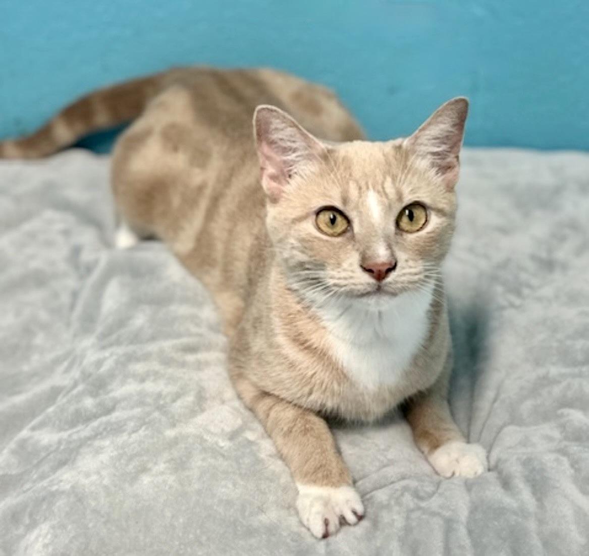 Puma Thurman, Young Female Domestic Short Hair