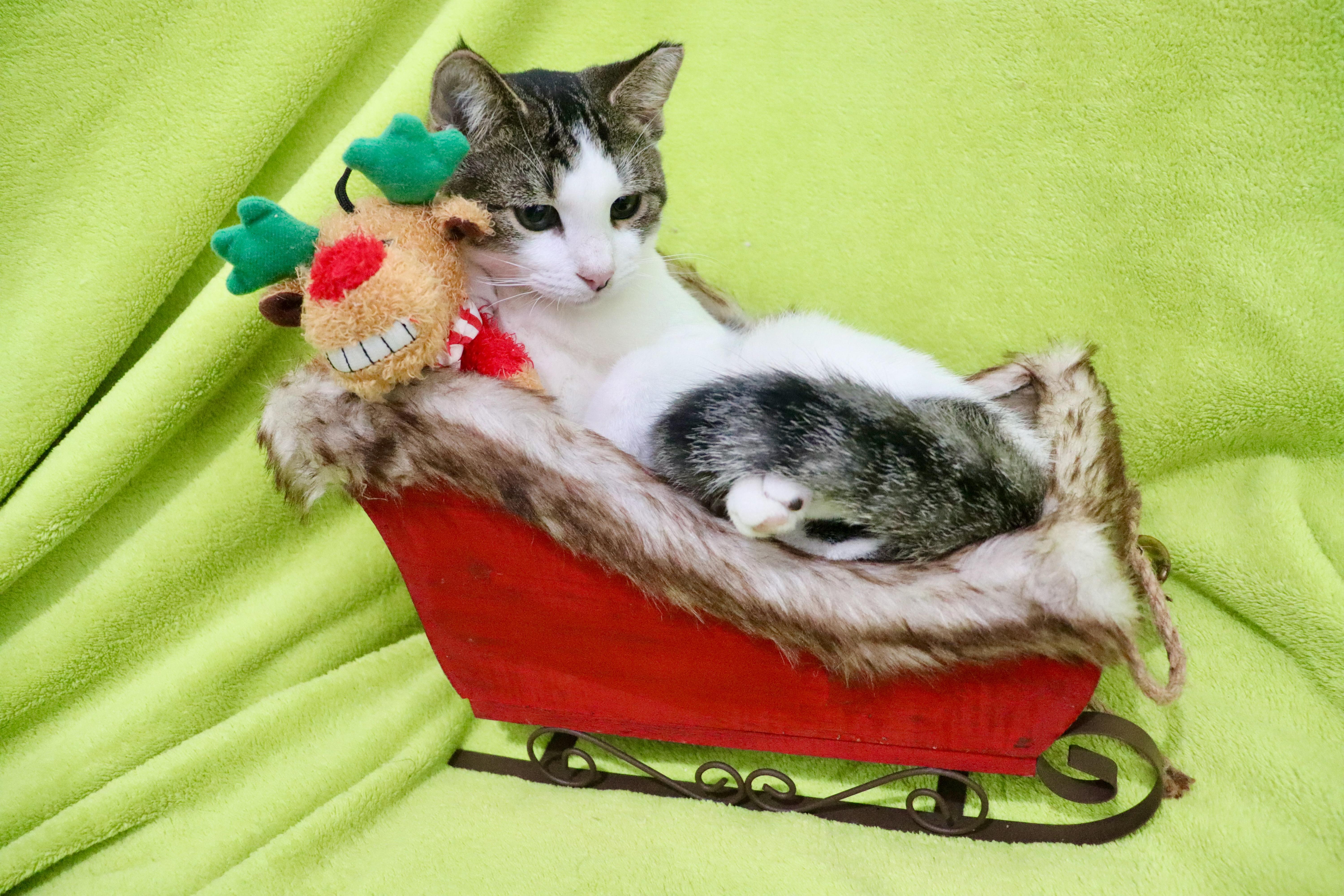 Sheldon photo 3