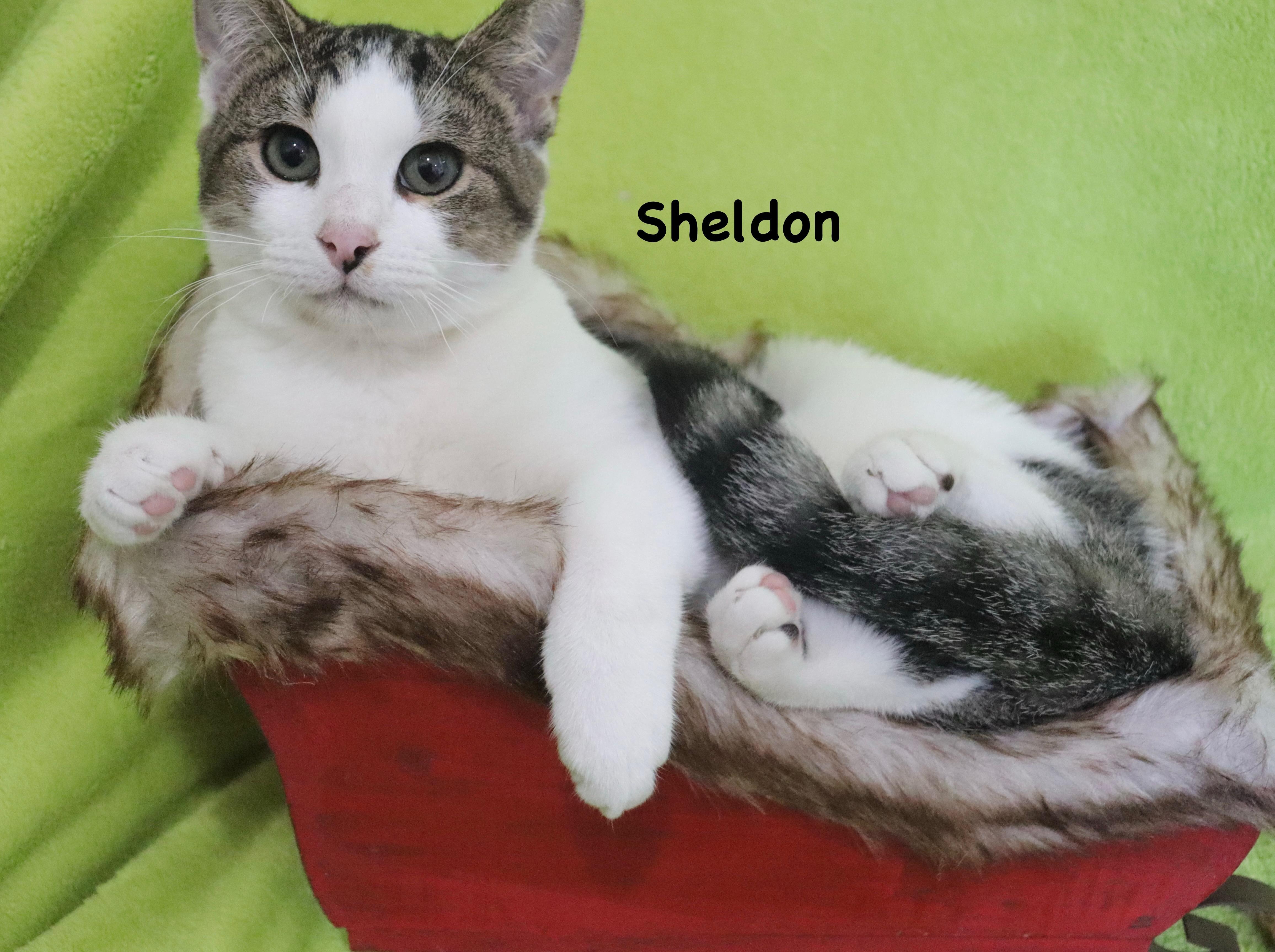 Sheldon
