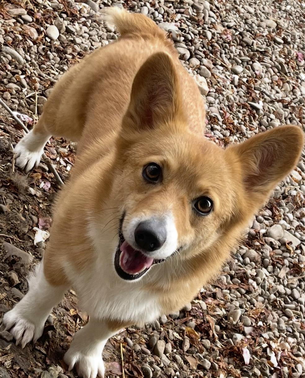 Daisy, a ADOPTABLE Pembroke Welsh Corgi in Denver, PA image 1/3