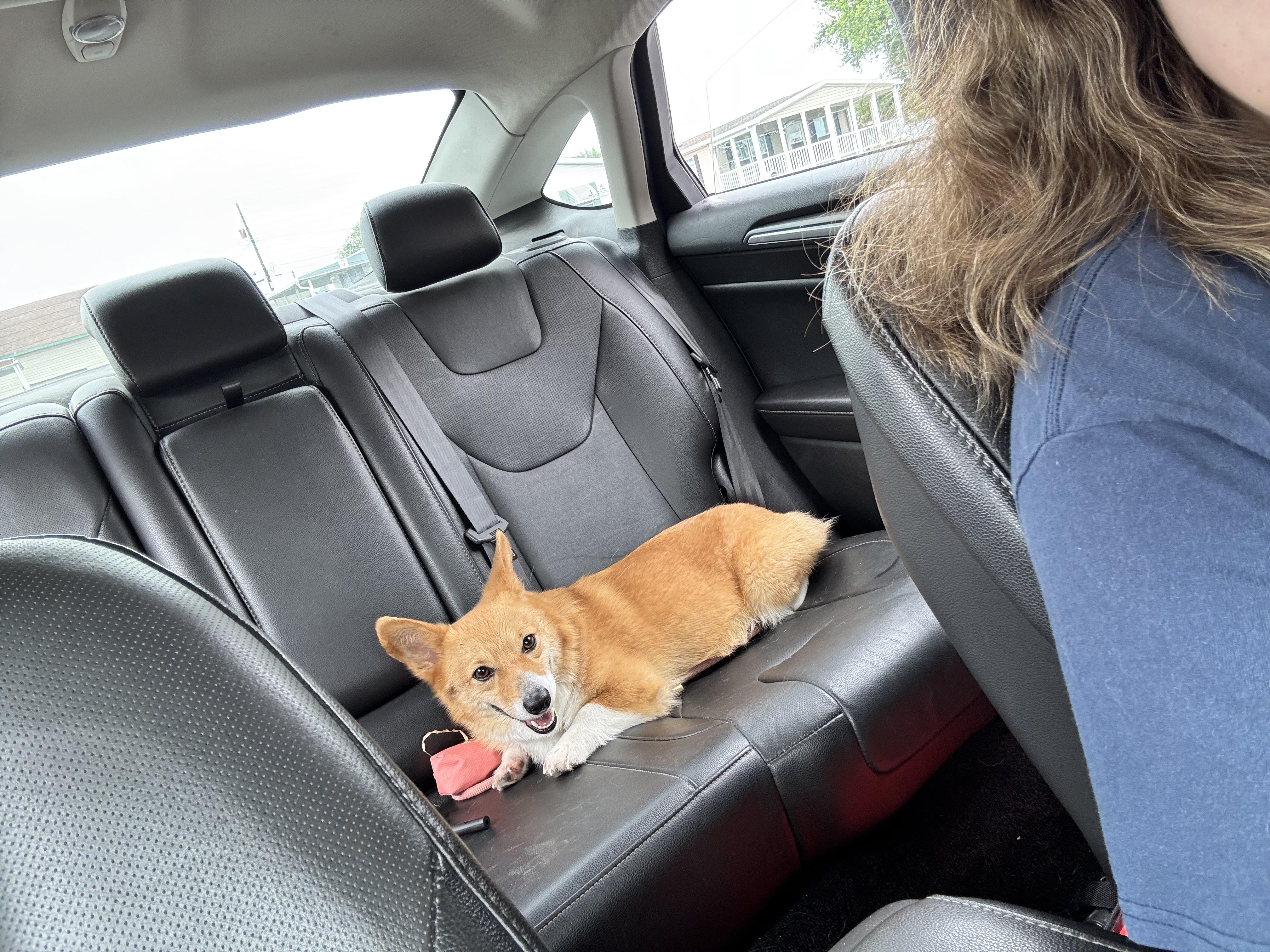 Daisy, a ADOPTABLE Pembroke Welsh Corgi in Denver, PA image 3/3