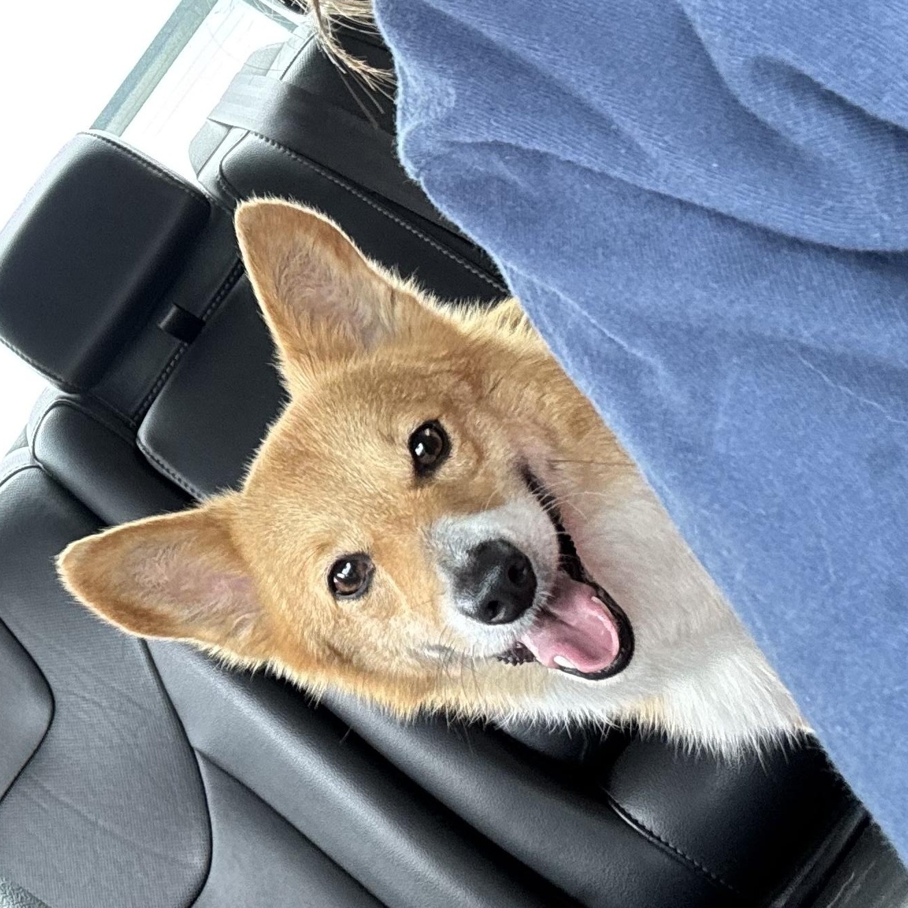 Daisy, a ADOPTABLE Pembroke Welsh Corgi in Denver, PA image 2/3