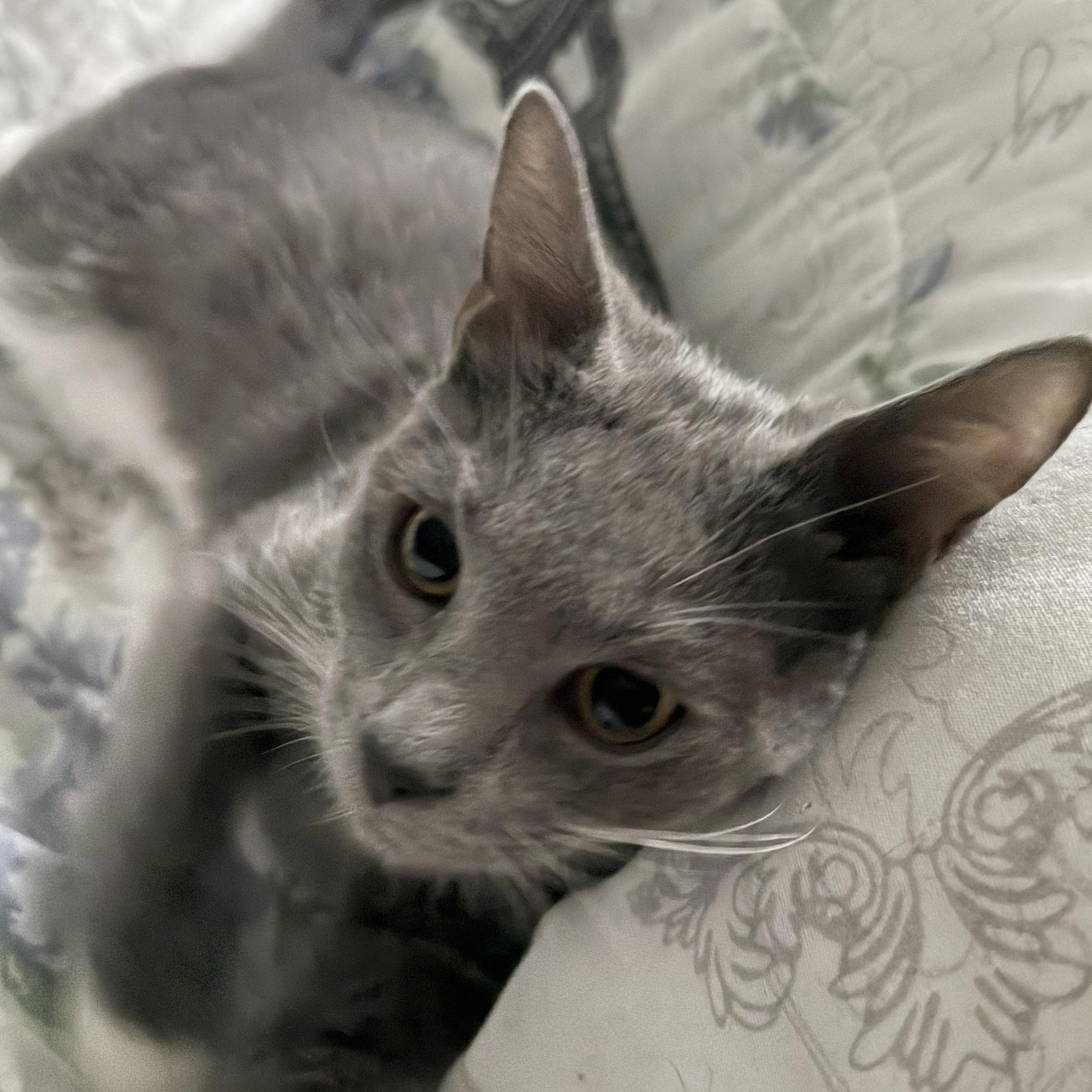 Asha, Adoptable, Kitten Female Tuxedo & Domestic Short Hair.