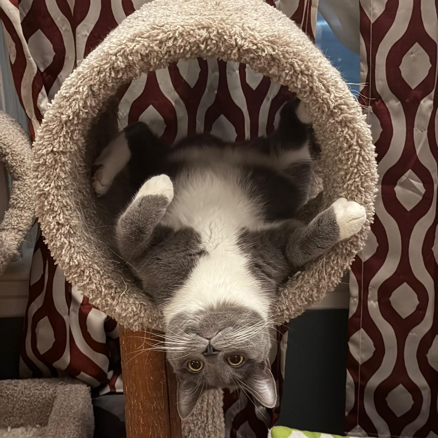 Enlarge Asha, a Adoptable mixed breed in Harrisburg, PA image 2/6