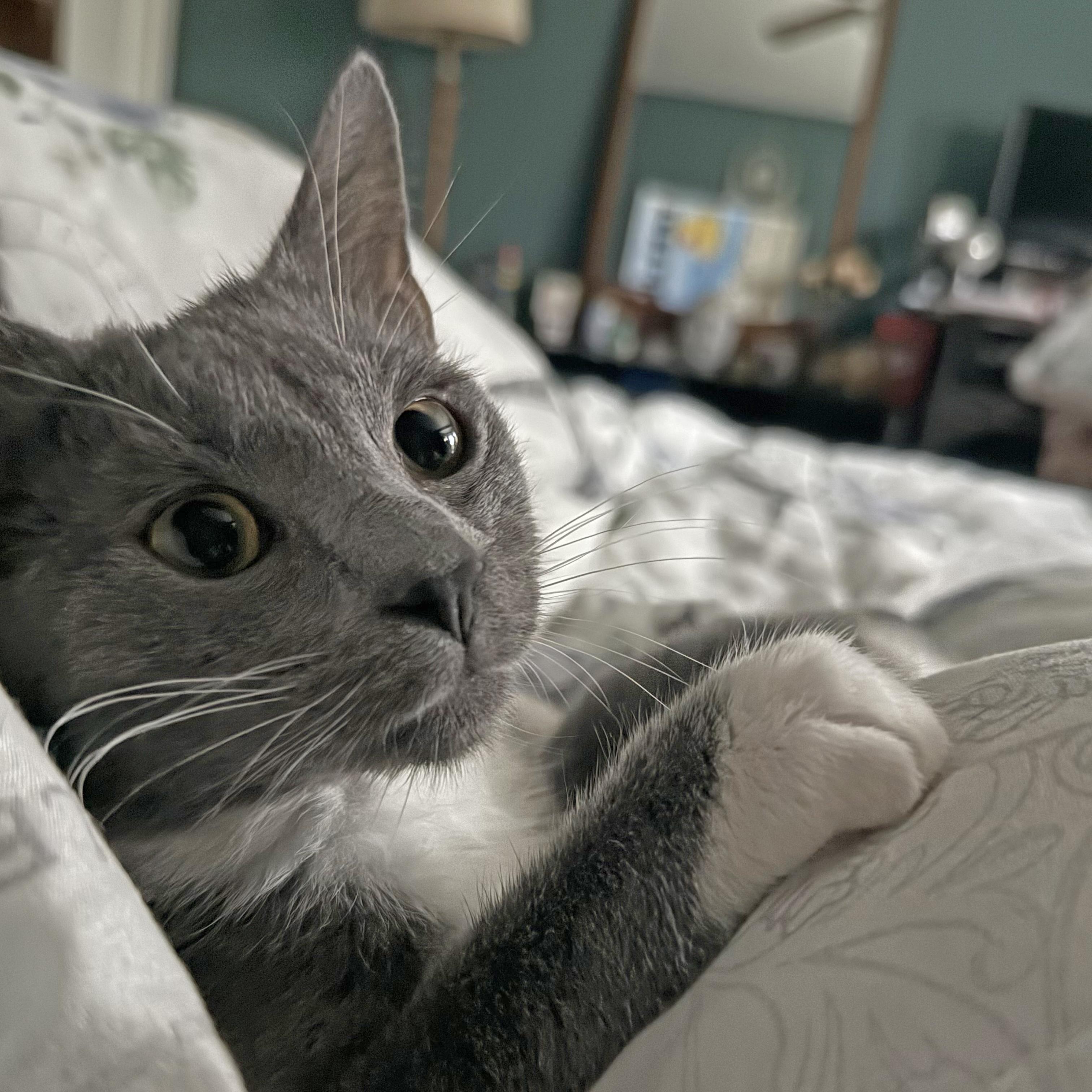 Asha, a Adoptable mixed breed in Harrisburg, PA image 2/4