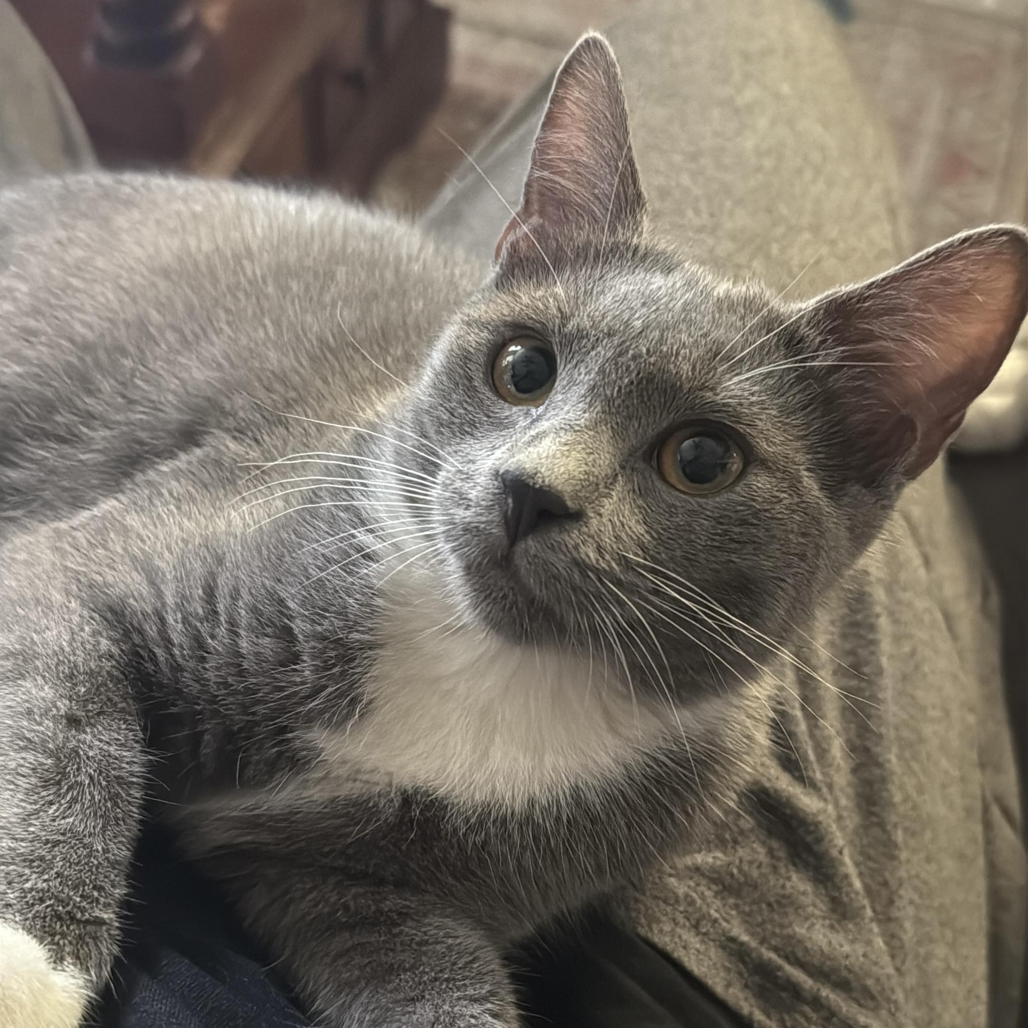 Asha, Adoptable, Kitten Female Tuxedo & Domestic Short Hair.