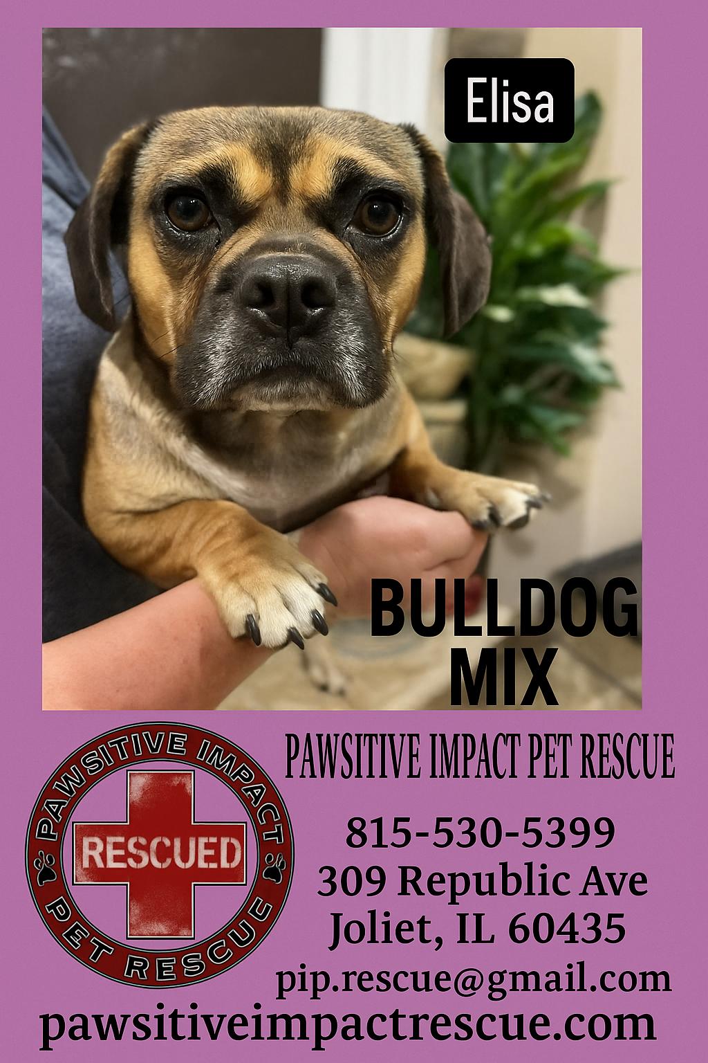 Enlarge Elisa, a Adopted mixed breed in Joliet, IL image 1/2