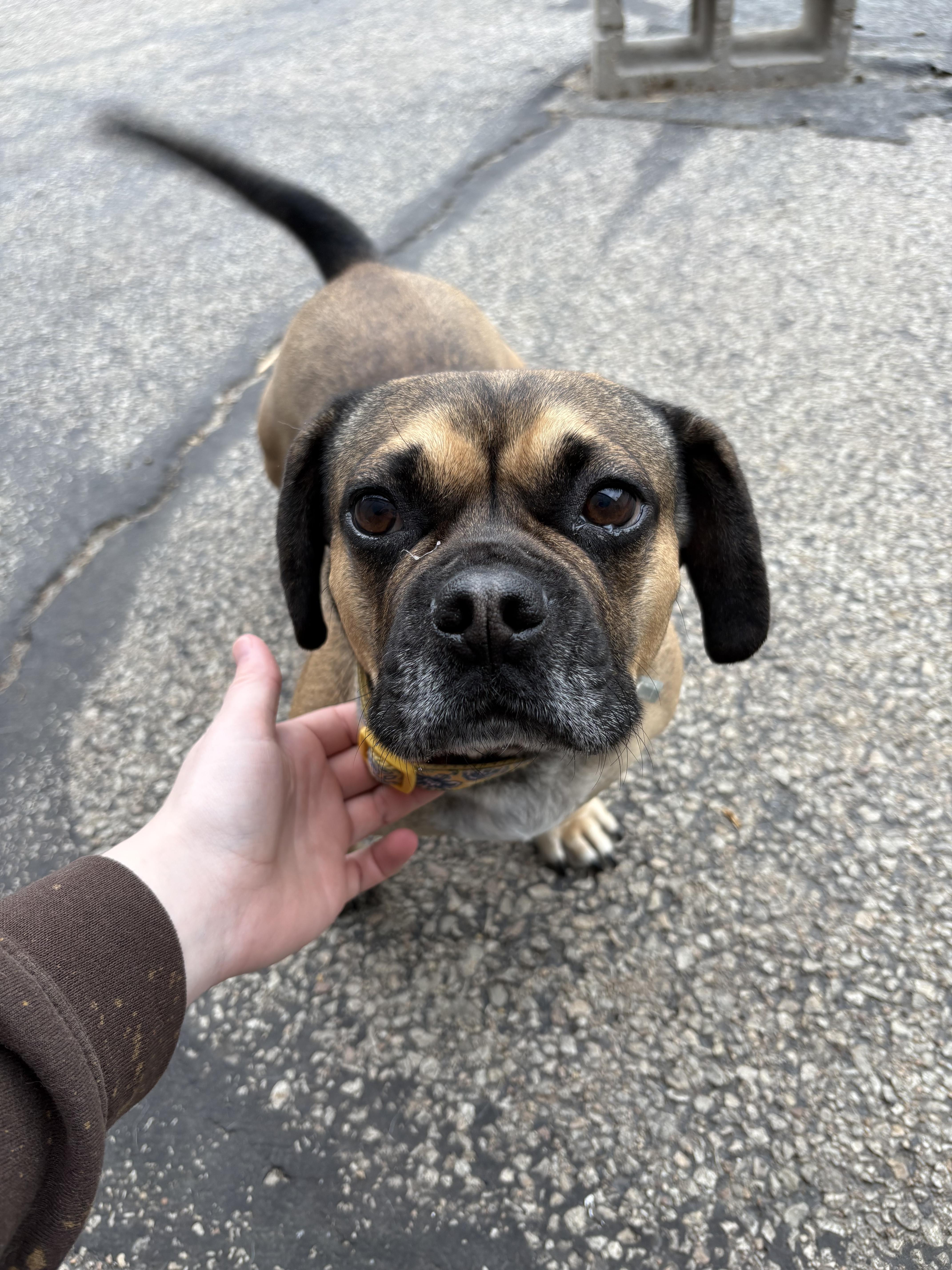 Enlarge Elisa, a Adopted mixed breed in Joliet, IL image 2/2